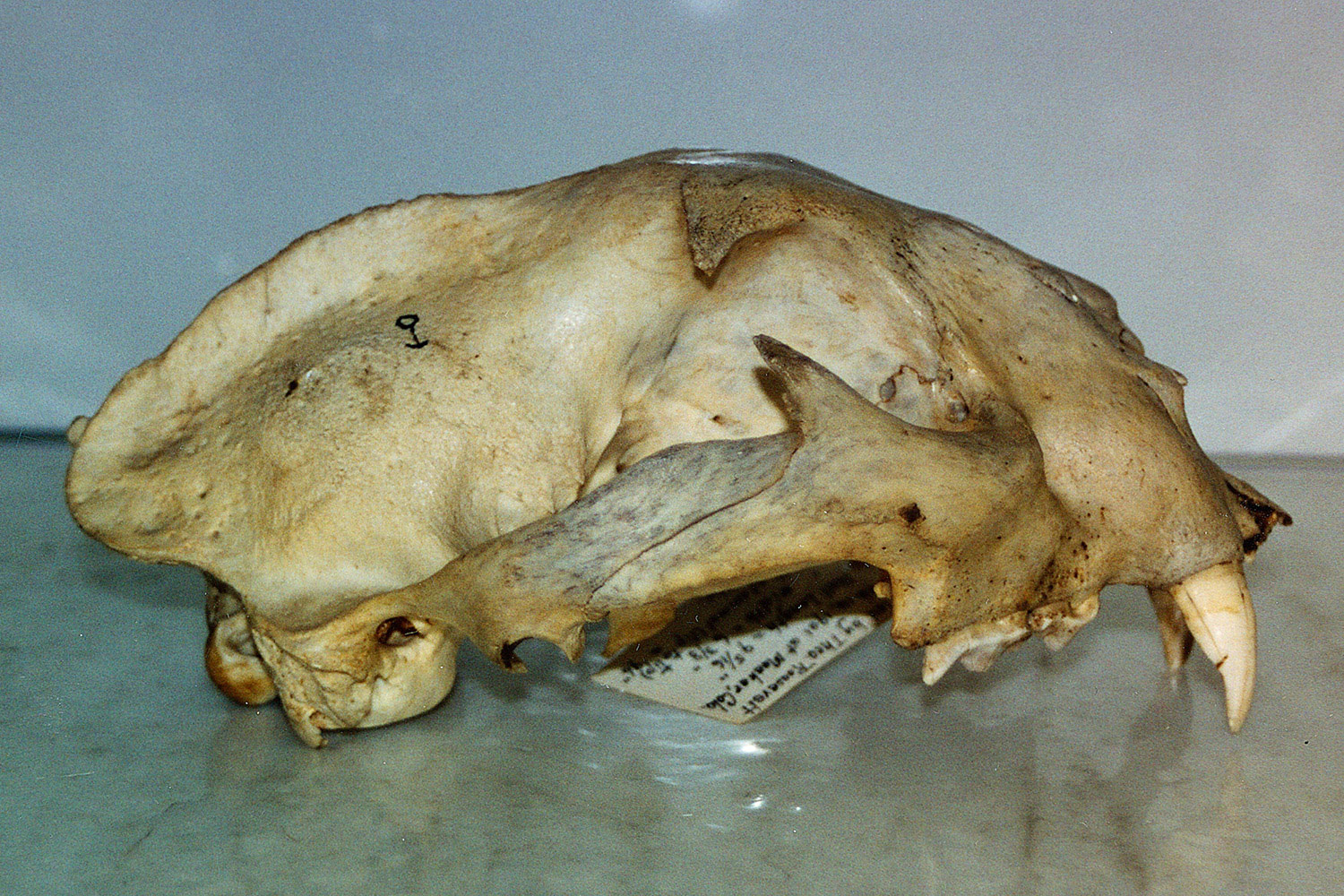 mountain lion skull