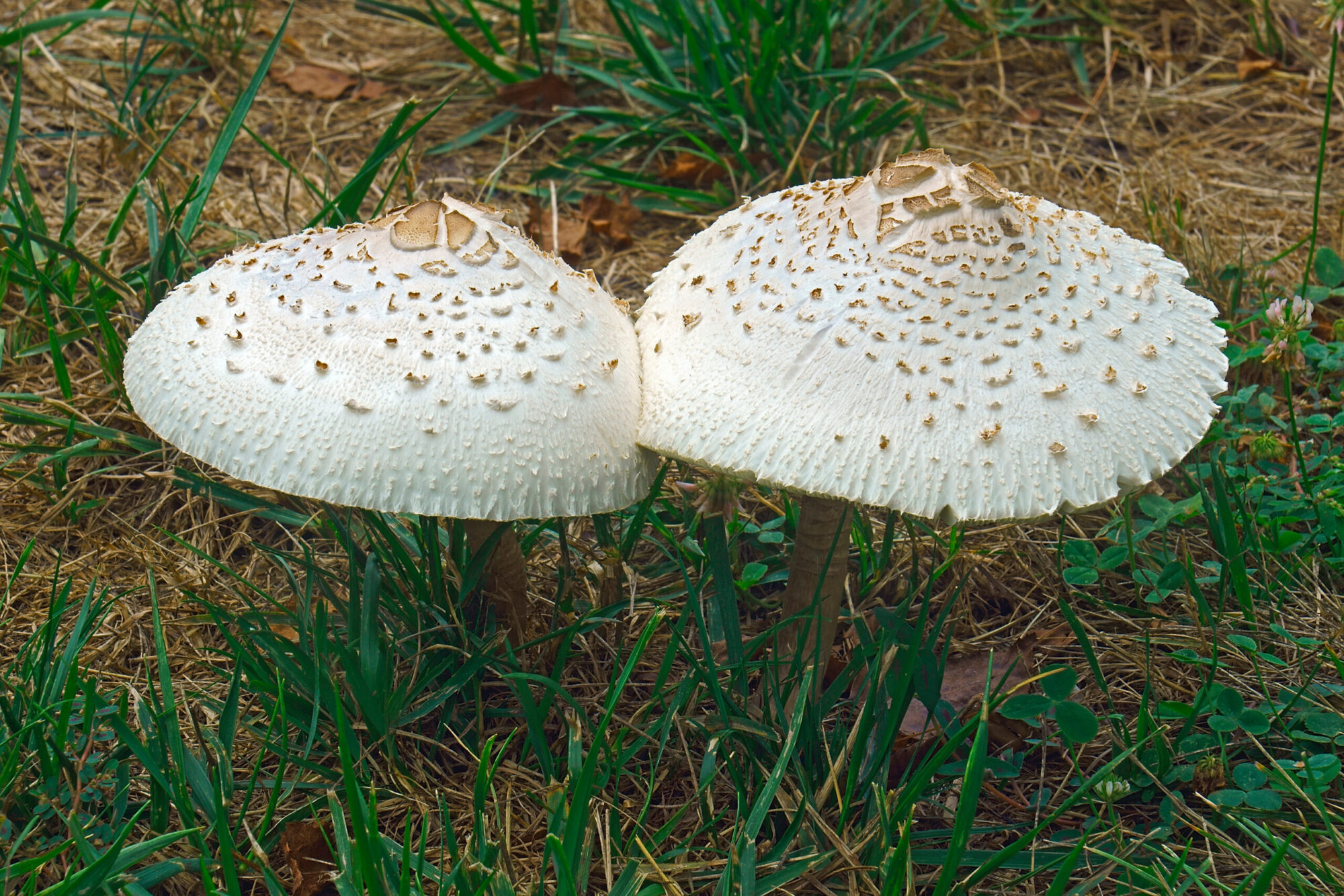 green-spored parasol poisonous mushroom