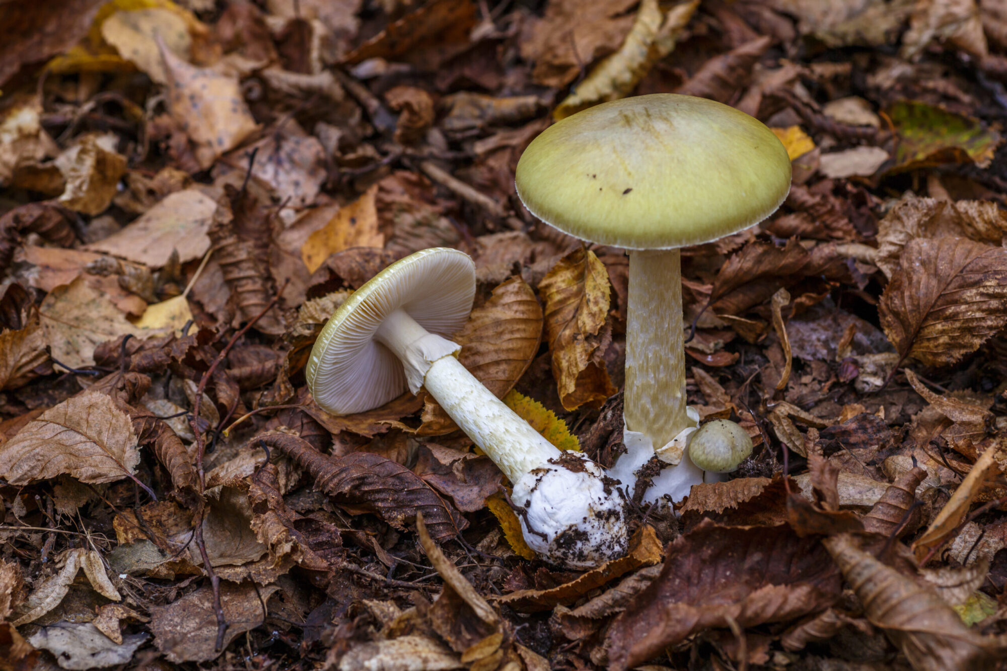 death cap poisonous mushroom