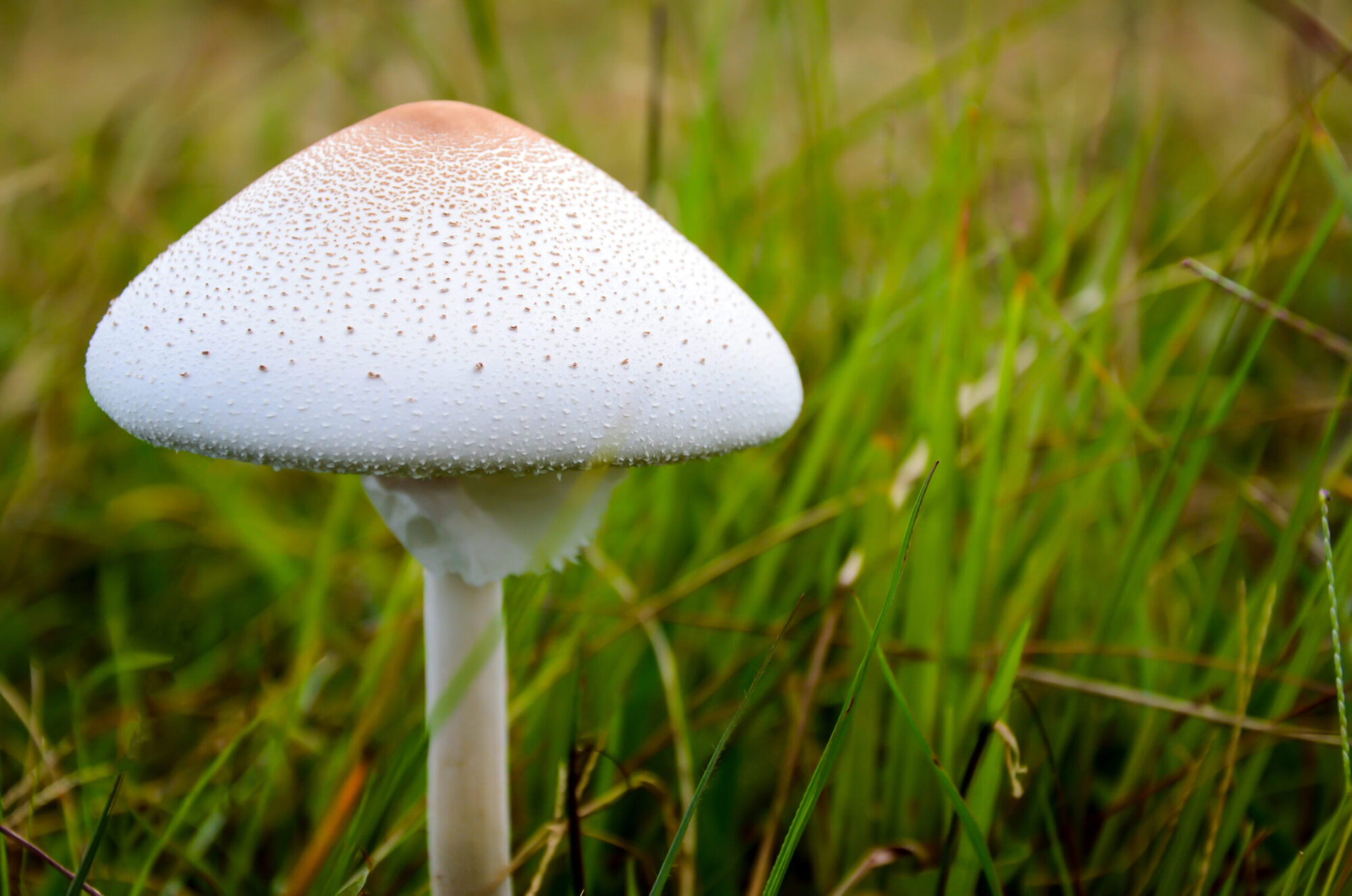 green spored parasol mushroom