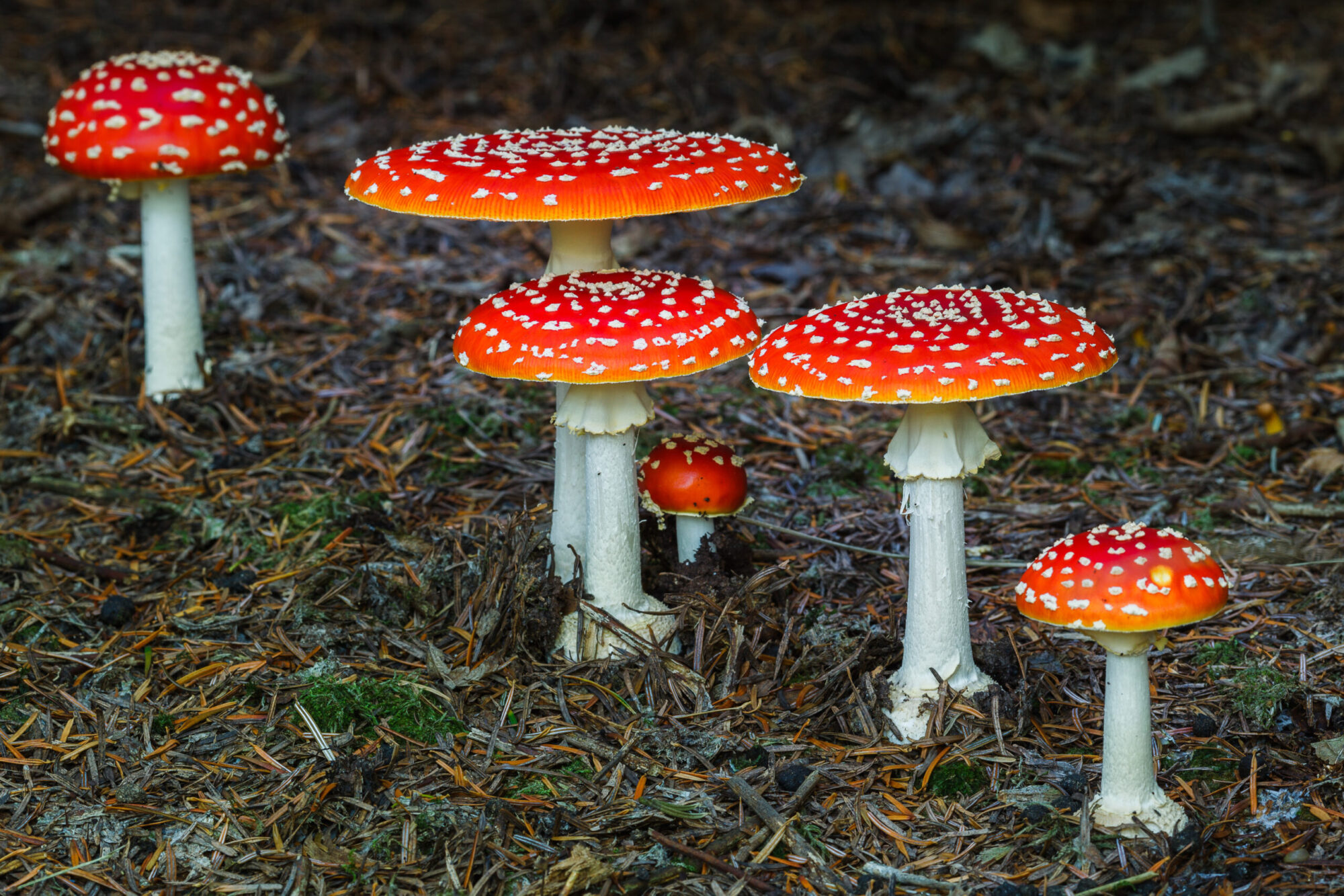 fly agaric poisonous mushrooms