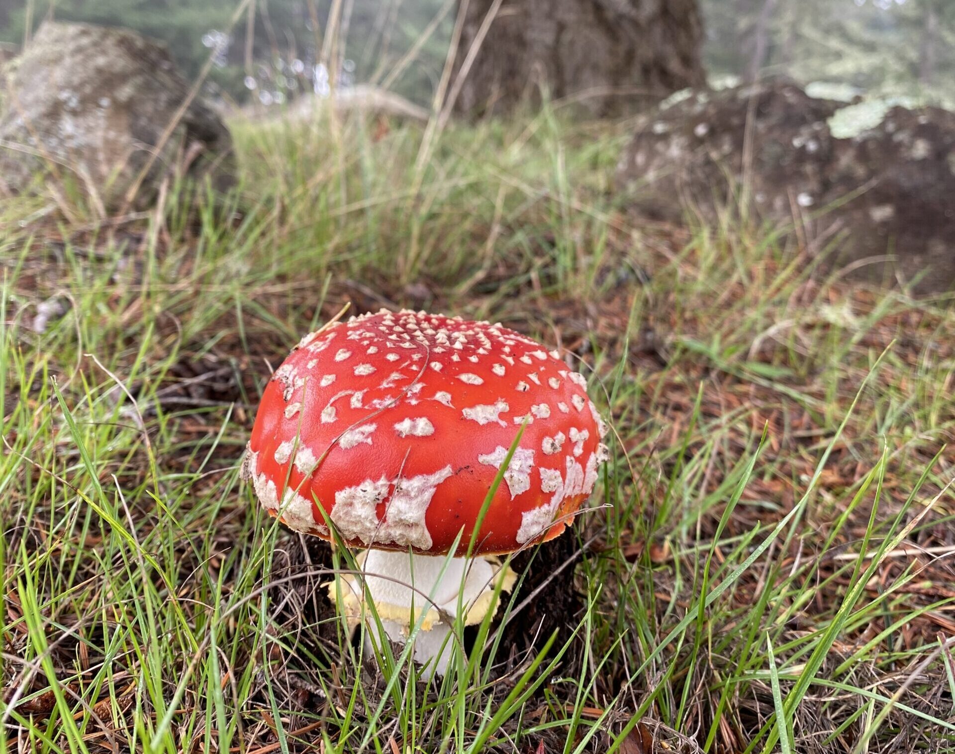 amanita muscaria poisonous mushroom