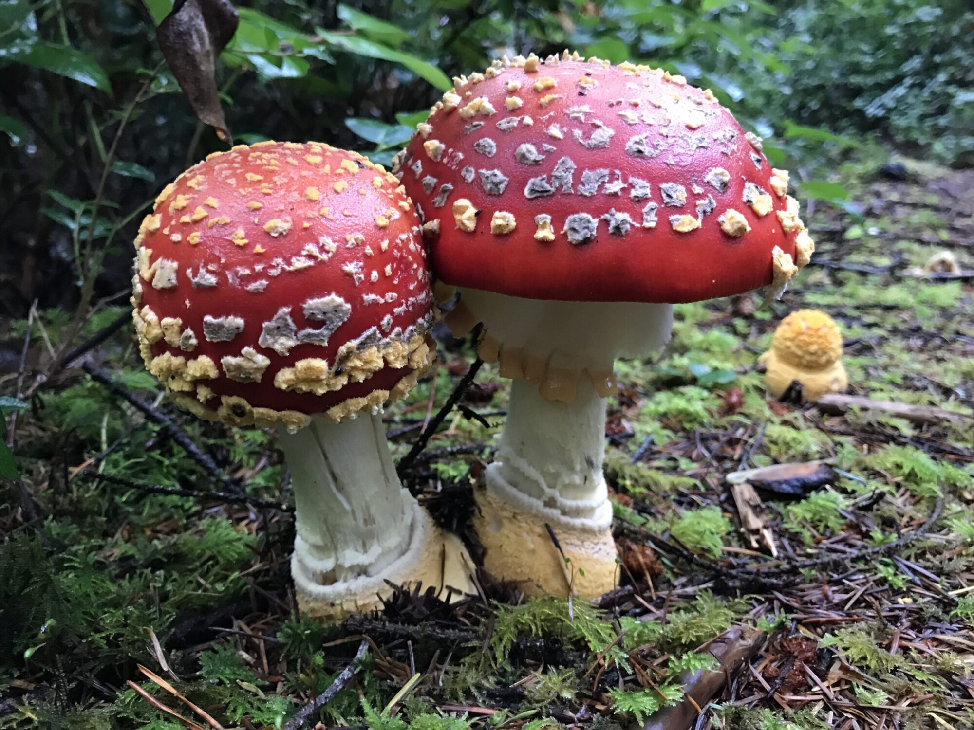Amanita muscaria poisonous mushroom
