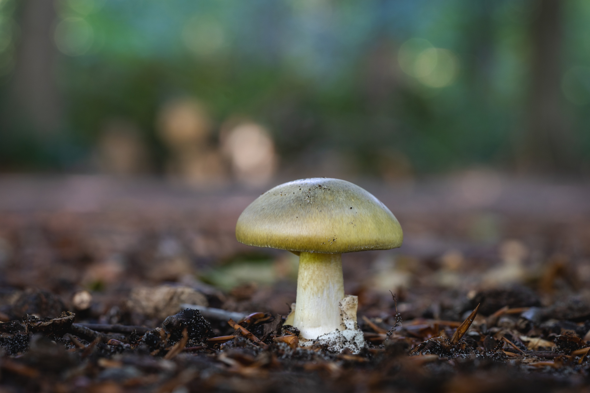 types of poisonous mushrooms