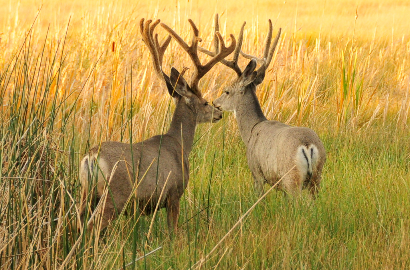 mule deer tags wyoming
