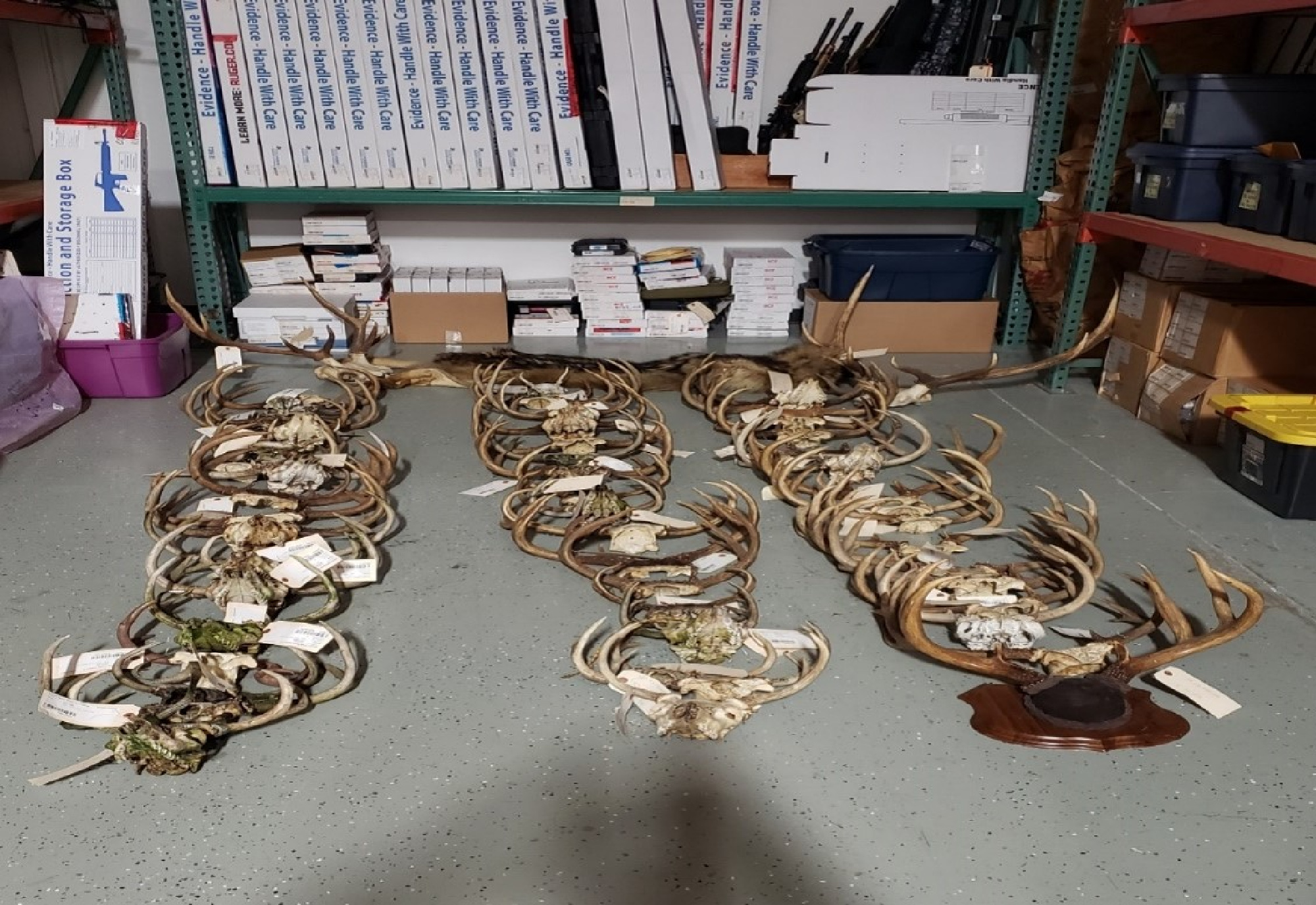 Oregon Felon Caught with Parts from 57 Deer, 2 Elk, and an Owl