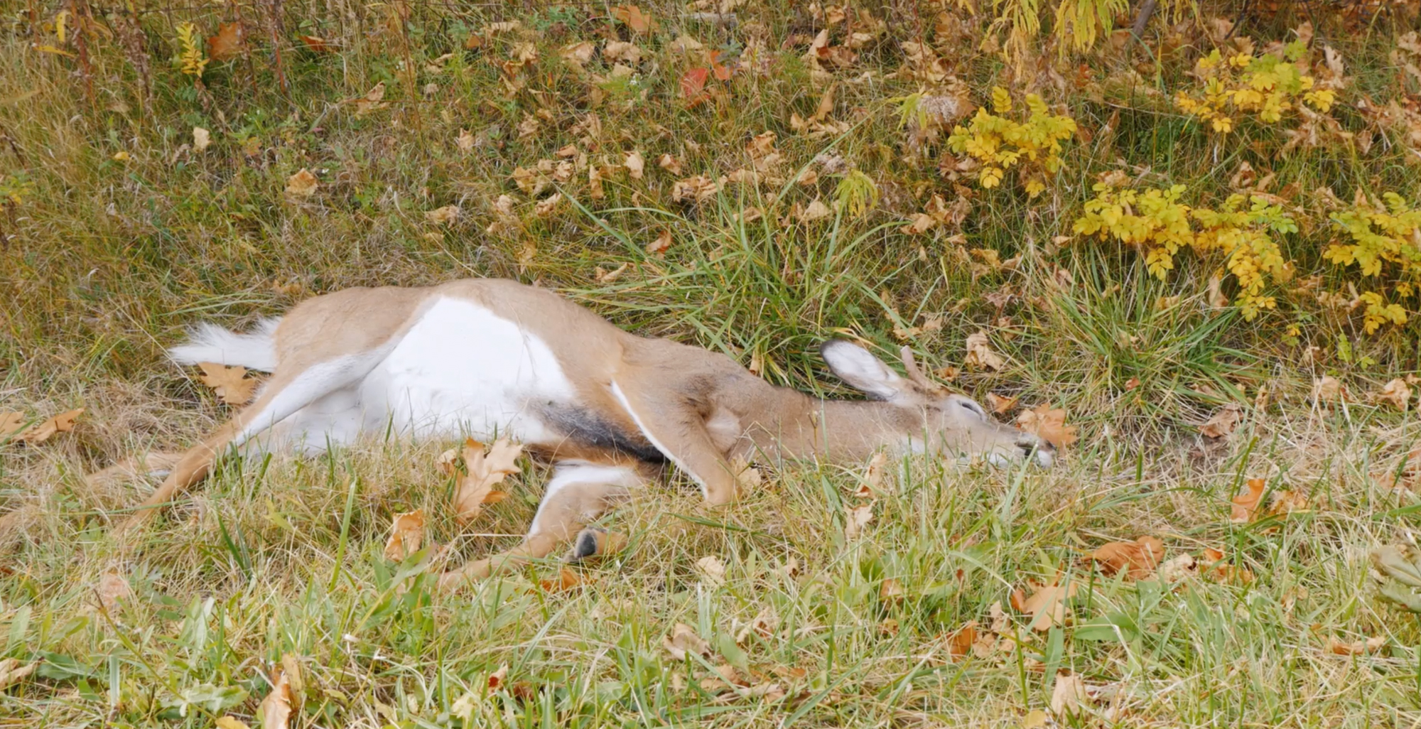 Six individuals have been busted for poaching more than 100 dead deer.