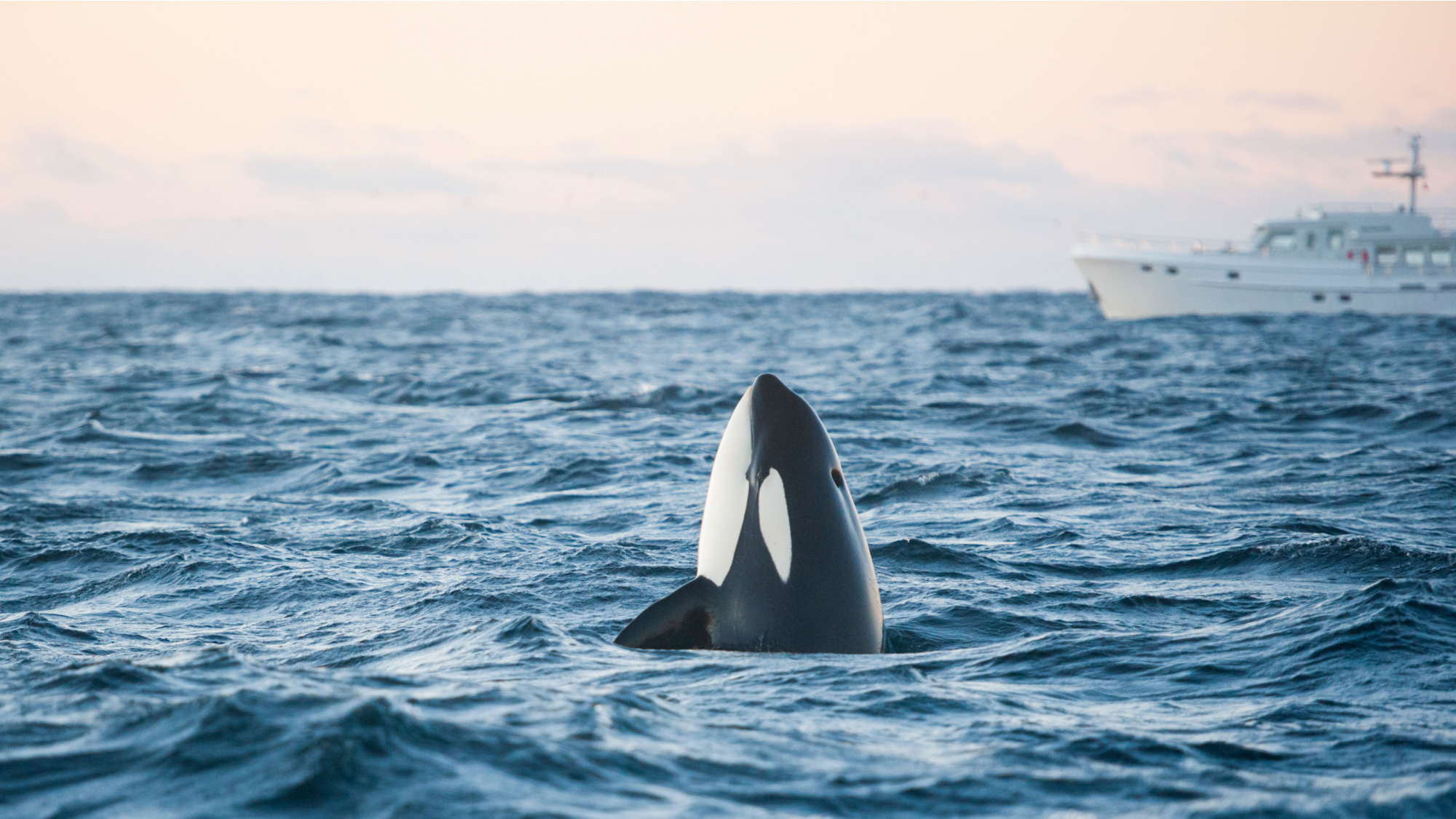 orcas attacking boats