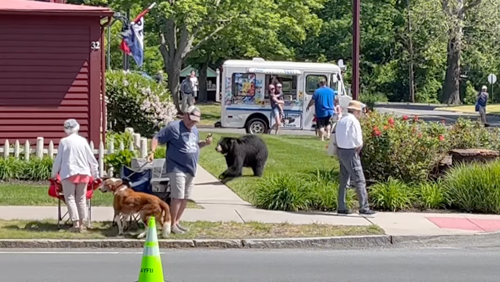 Watch: Connecticut Black Bears Stroll Through Crowds, Steal Cupcakes