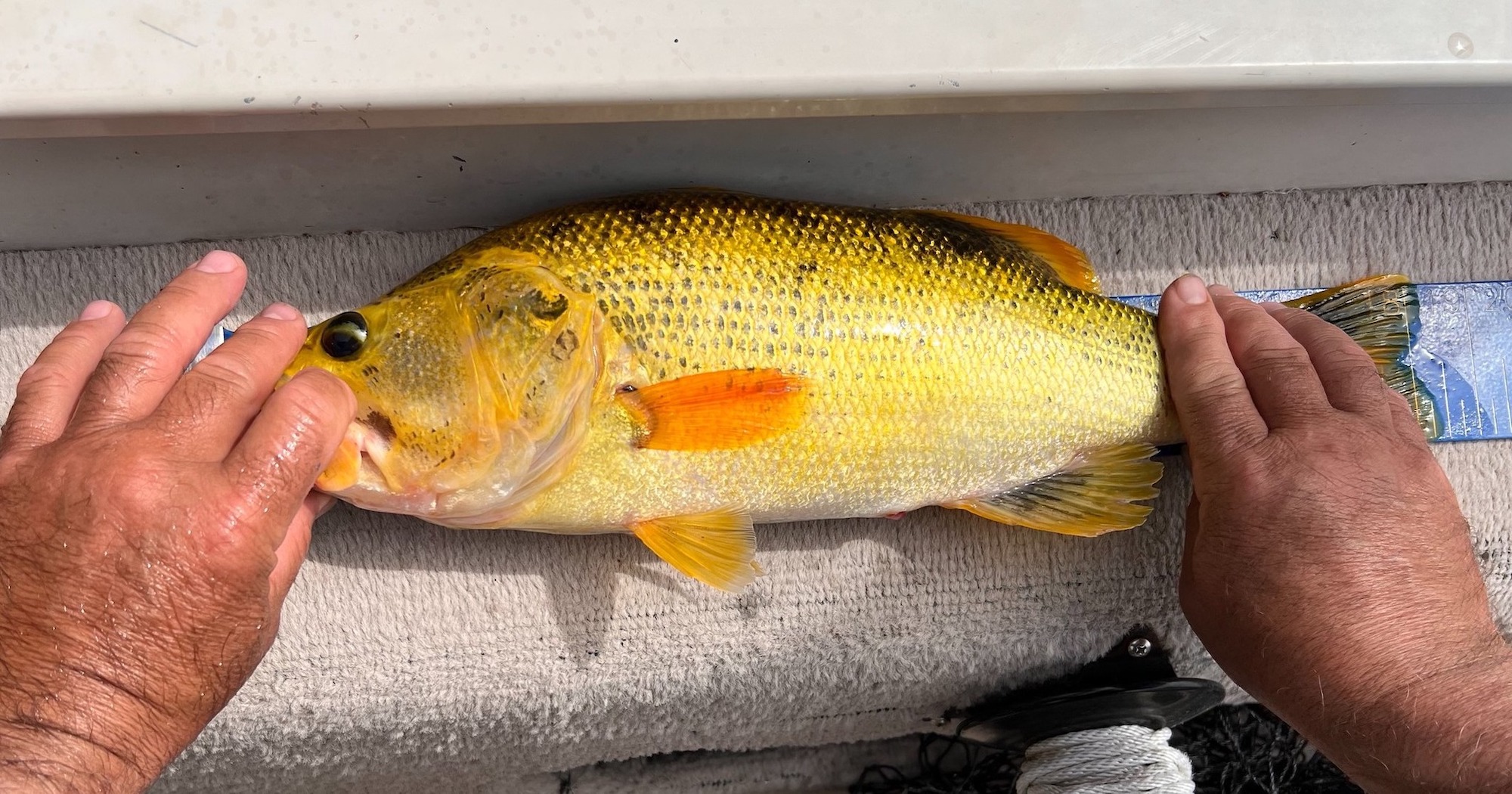 golden bass michigan lake 2