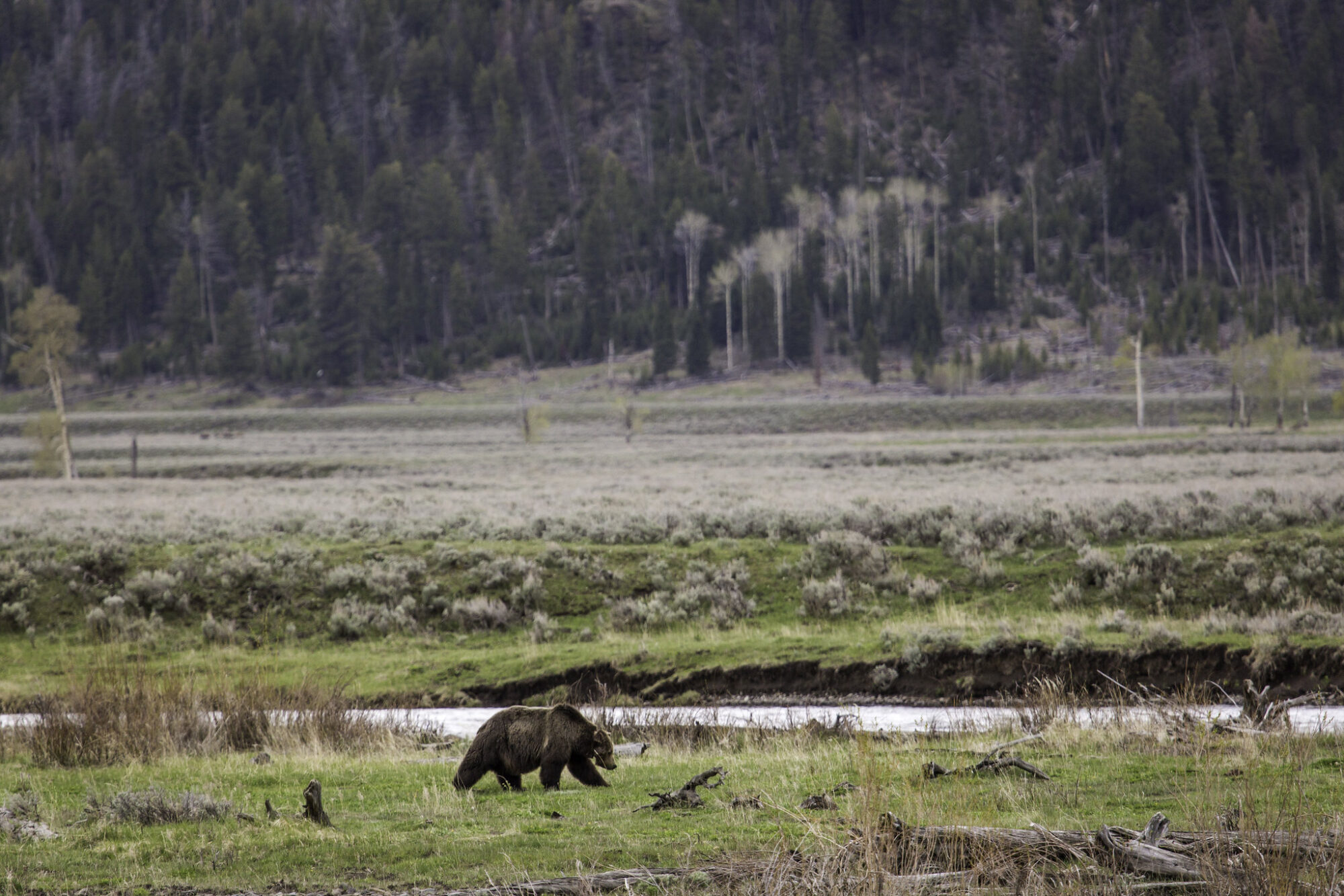 grizzly bear killed in montana