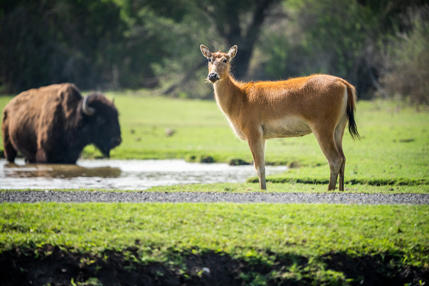 A Chinese deer shares a stock tank with an American bison at Salt Creek Ranch.