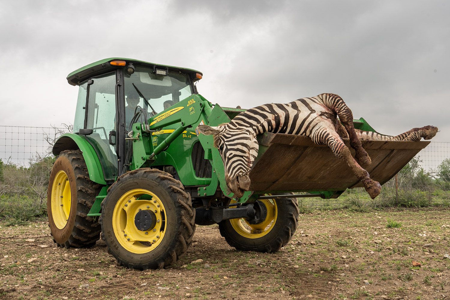 Robert Martin uses a tractor to haul the zebra from the field to the skinning shed.