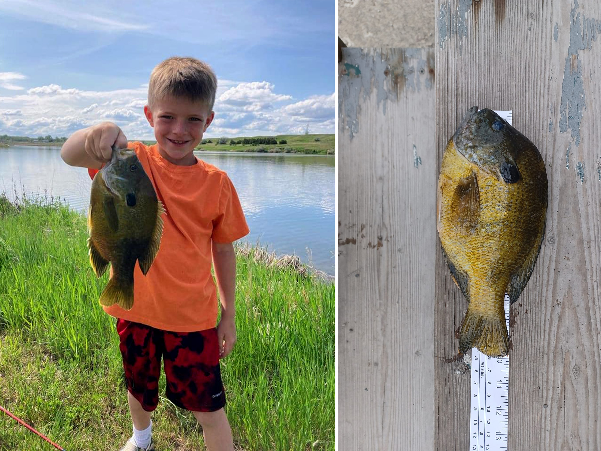 8-Year-Old Montana Angler Catches State-Record Green Sunfish