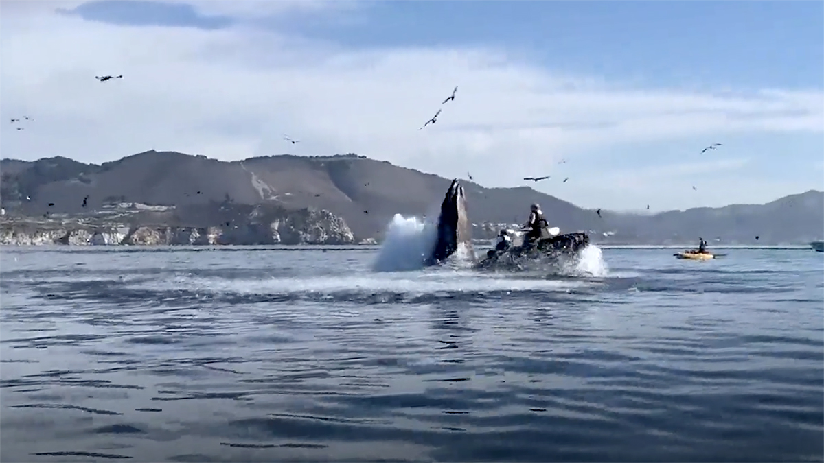 video whale swallows kayakers