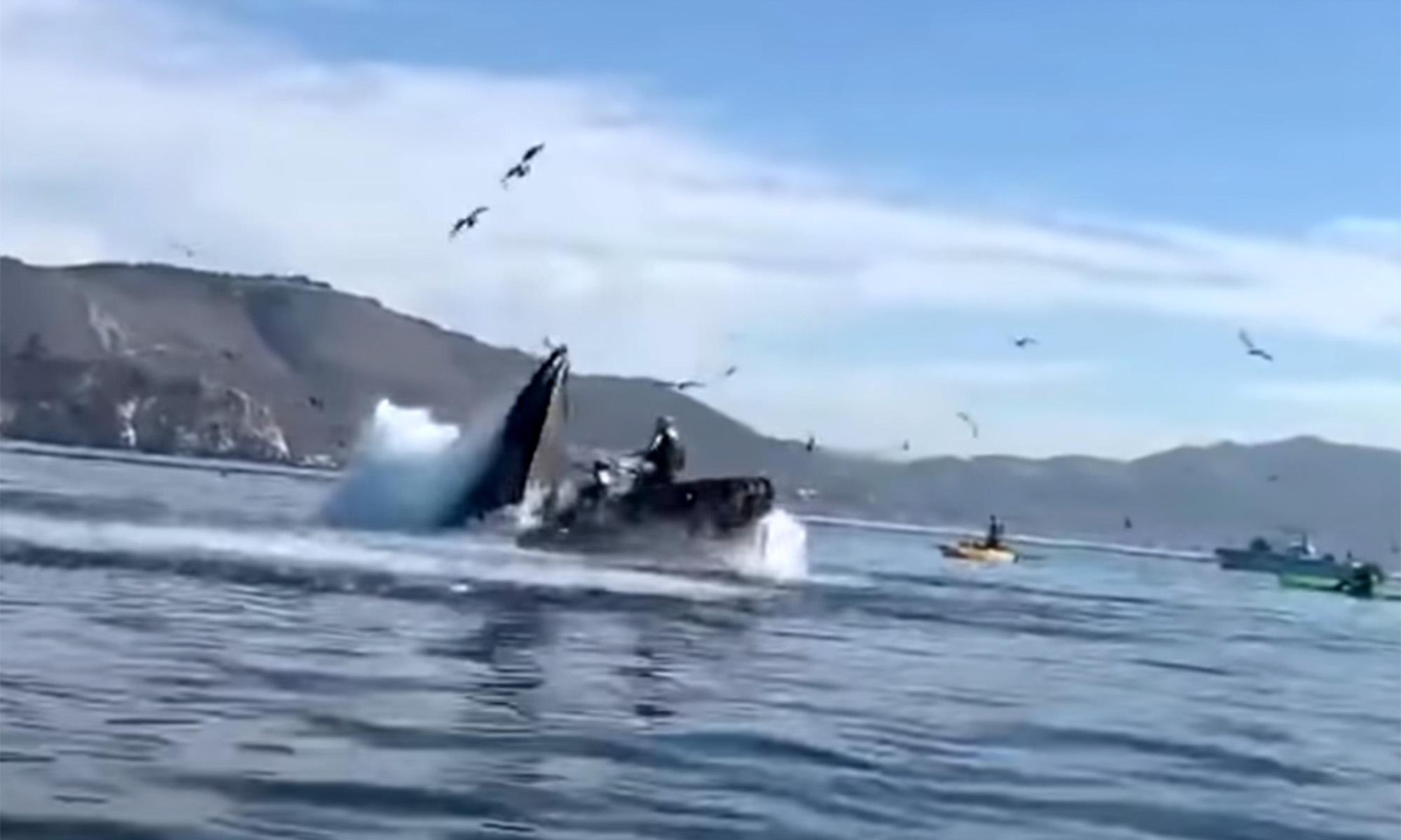 Watch: Remember When Two Kayakers Were Nearly Swallowed by a Whale?