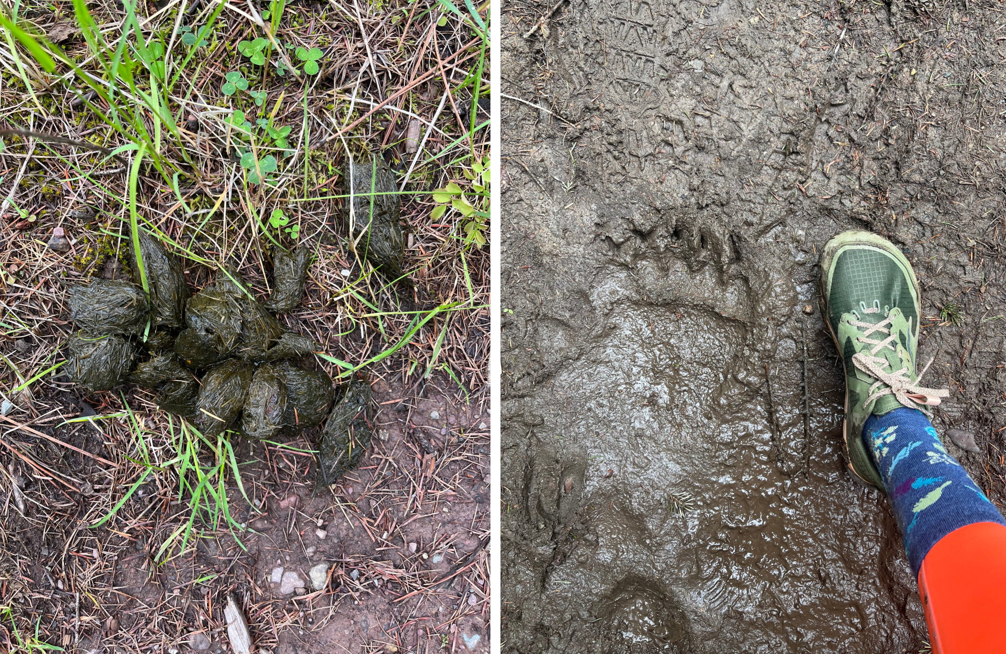 bear scat with track