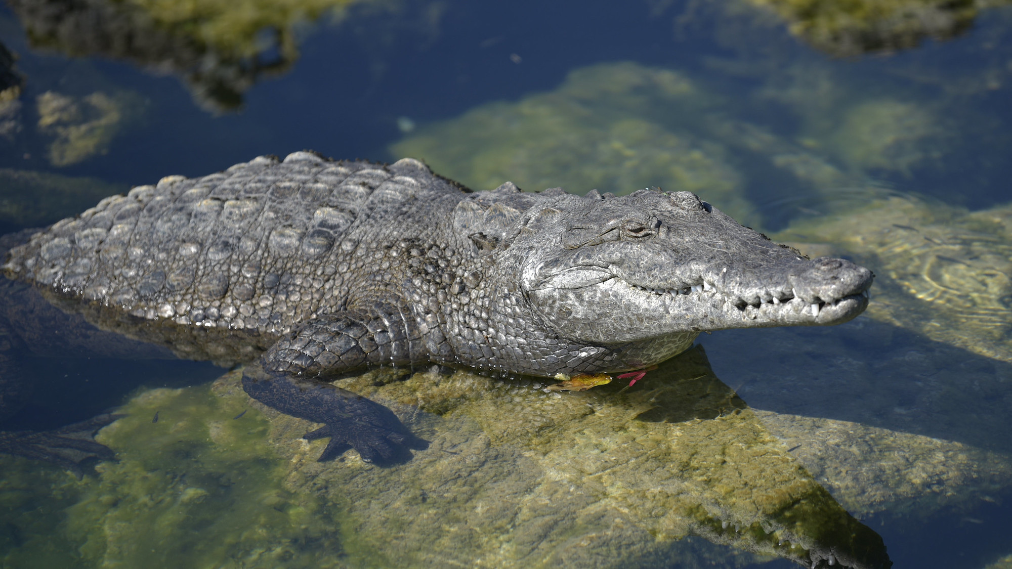 crocodile virgin birth
