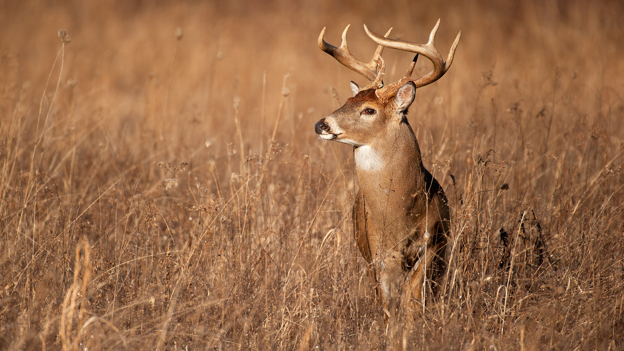 whitetail buck standing in brown field