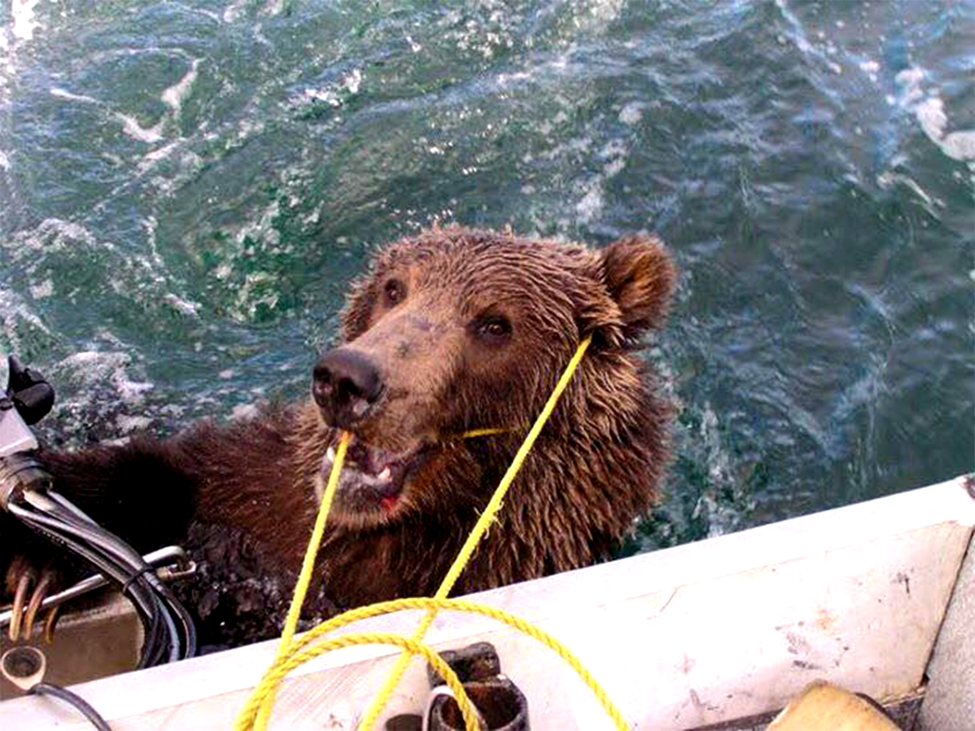 drowning bear lassoed alaska
