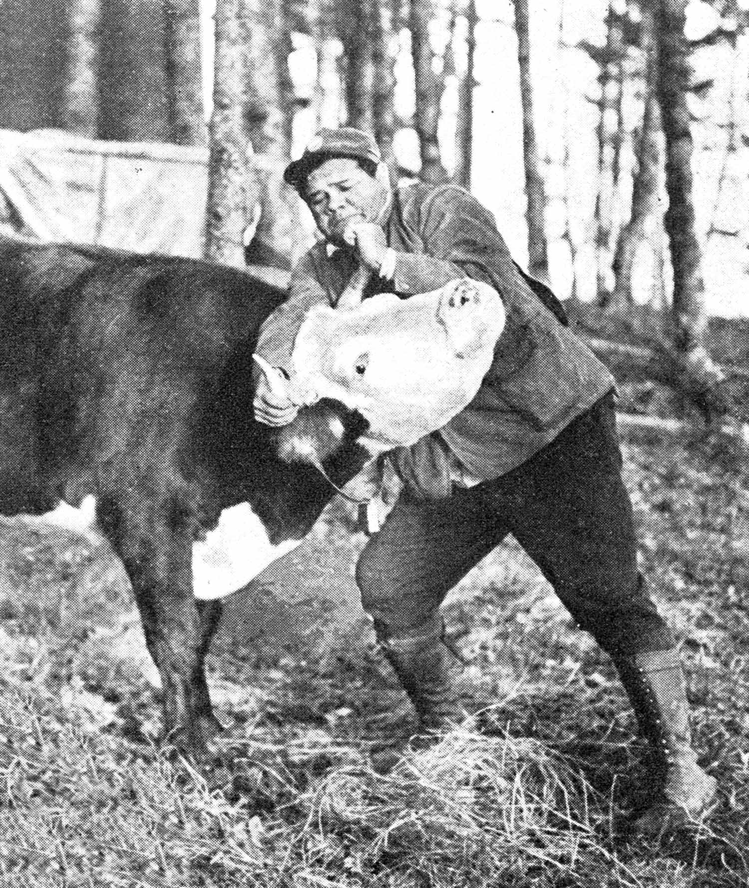 Babe Ruth holds an ox by the horns.