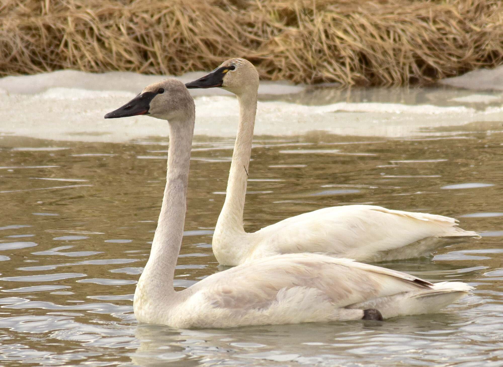 trumpeter swan and tundra swan