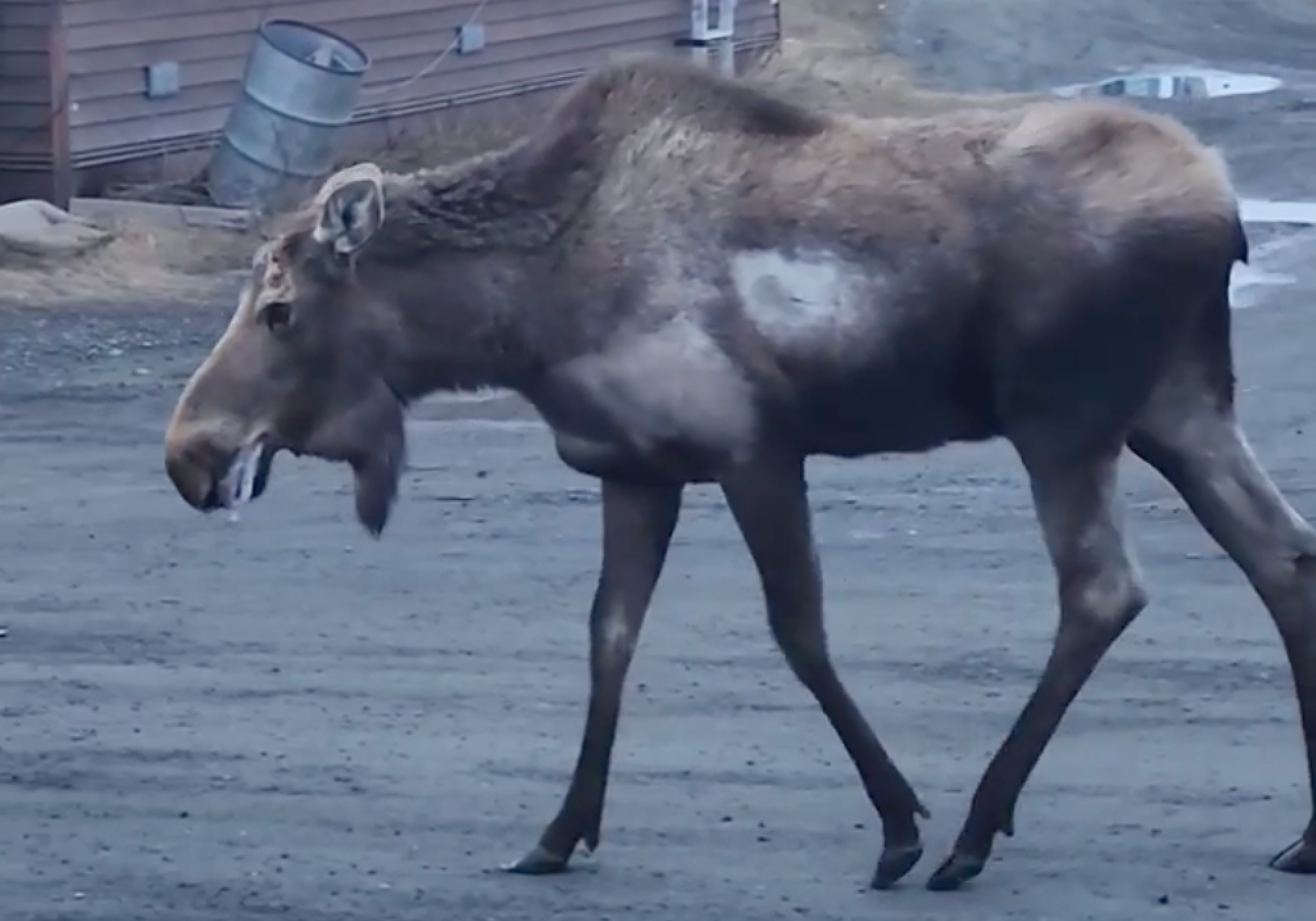 Alaska’s First Ever Rabid Moose Euthanized After Charging Residents