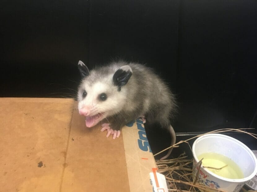 grubby alaska opossum