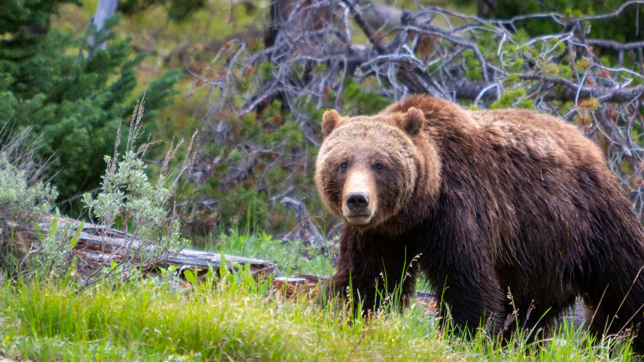 hunter kills charging montana grizzly