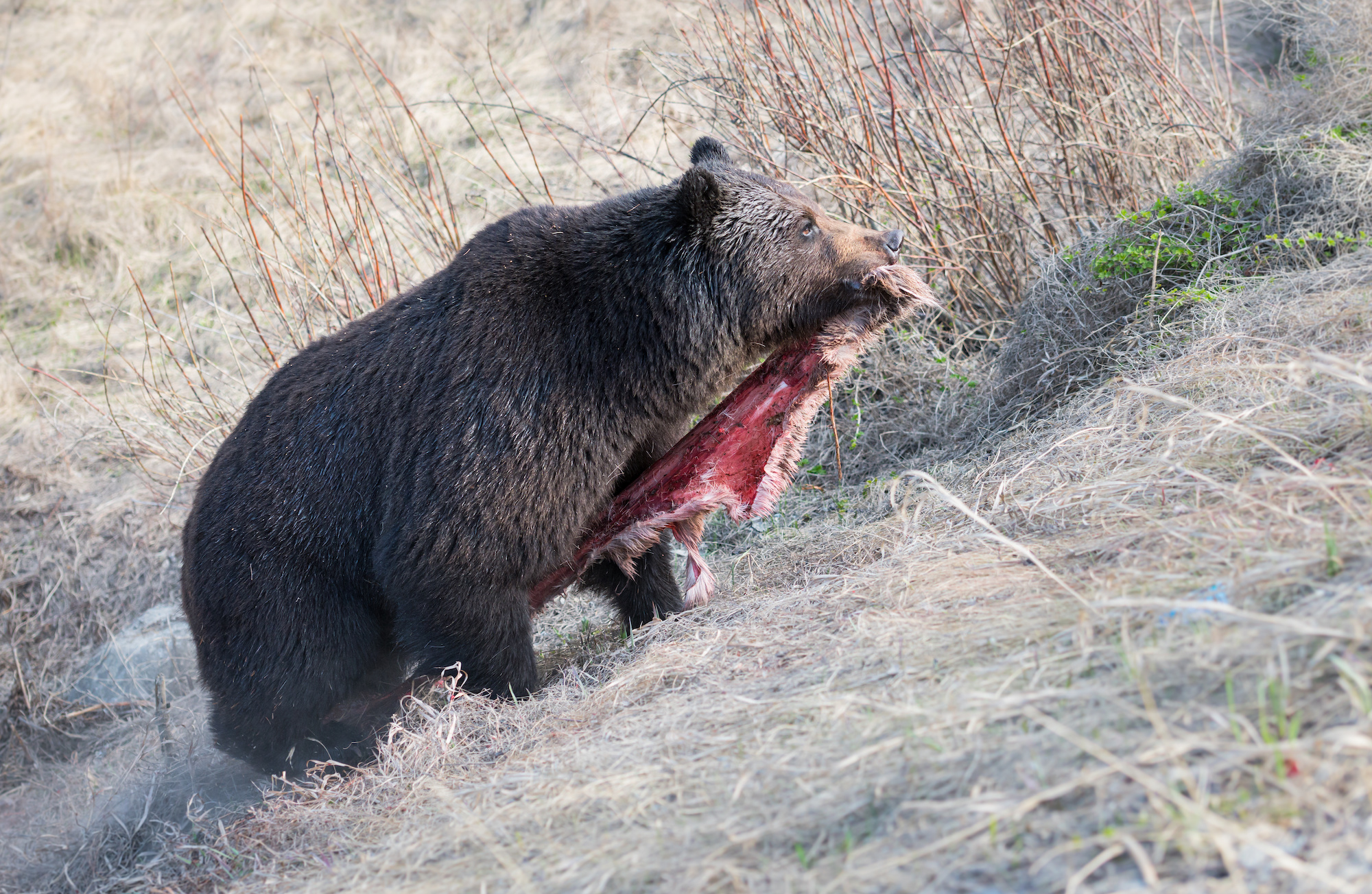 alaska kills bears for caribou 1