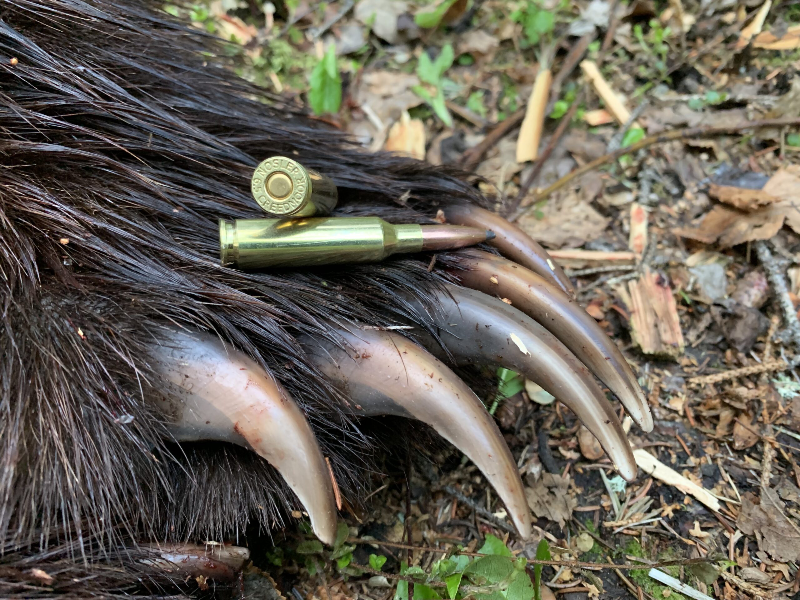 Grizzly paw and 6.5 Creedmoor cartridges