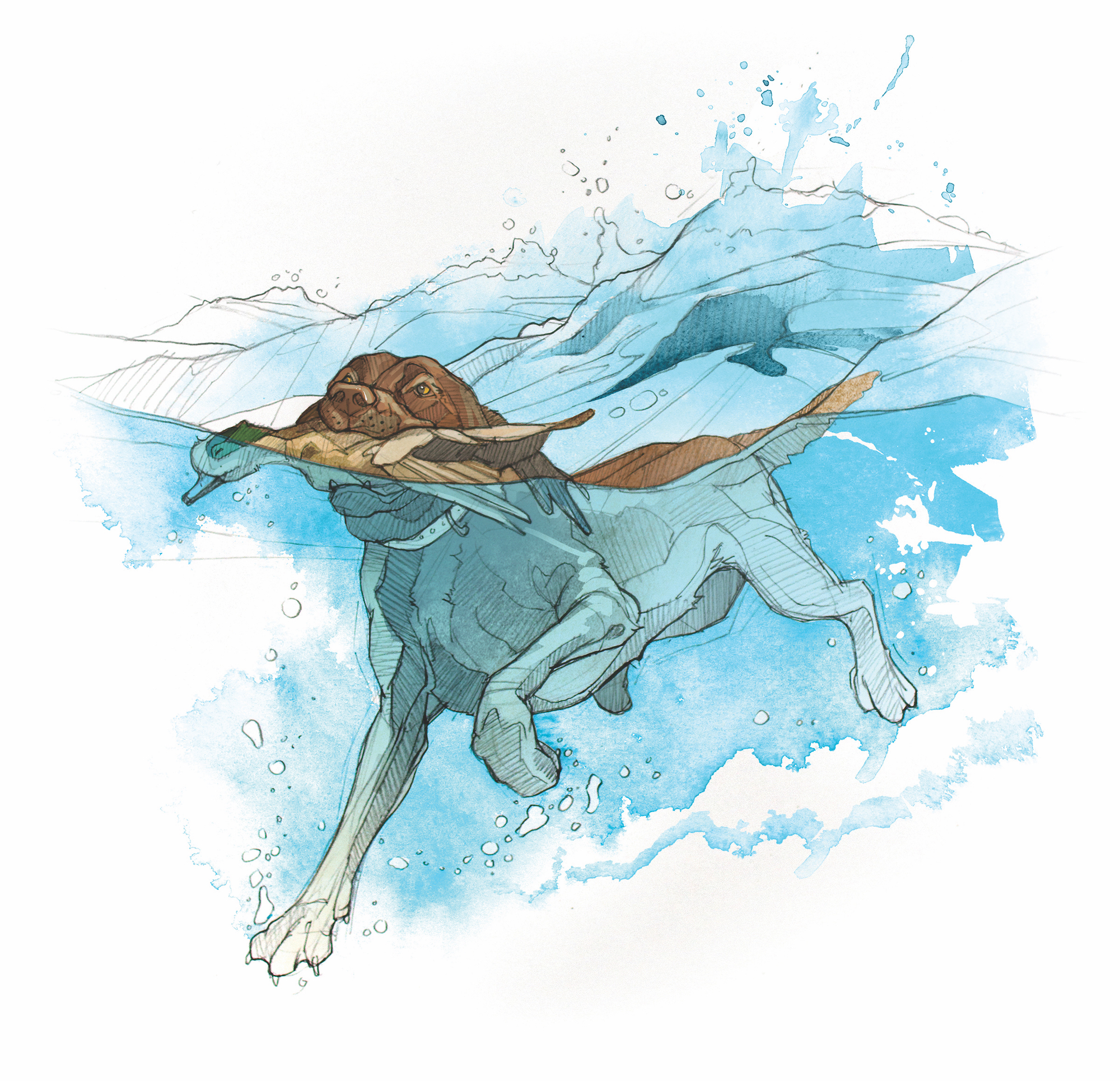 An illustration of a Lab swimming in deep water.