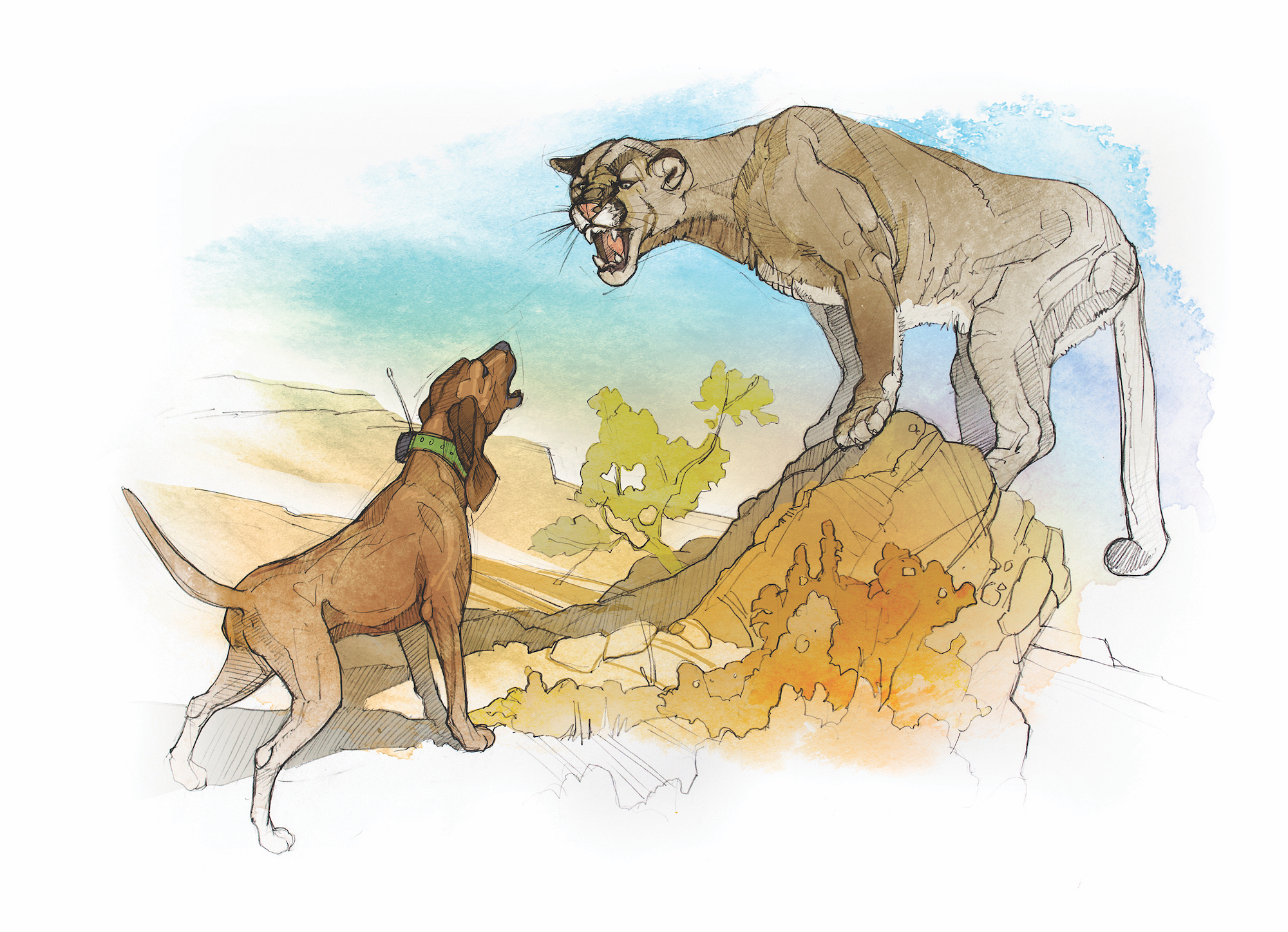 An illustration of a coonhound baying a mountainlion.