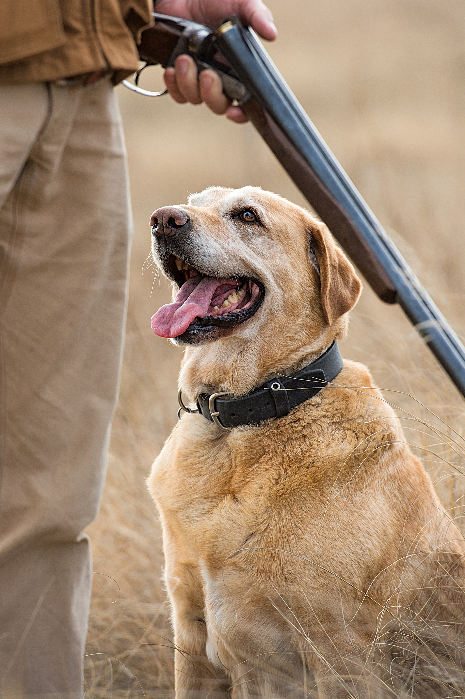 A yellow Lab sits at heel as her owner cracks open his shotgun.