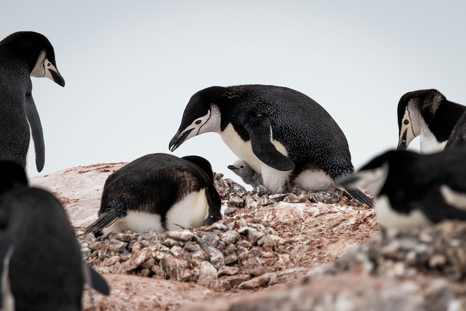 several penguins in a circle around a nest