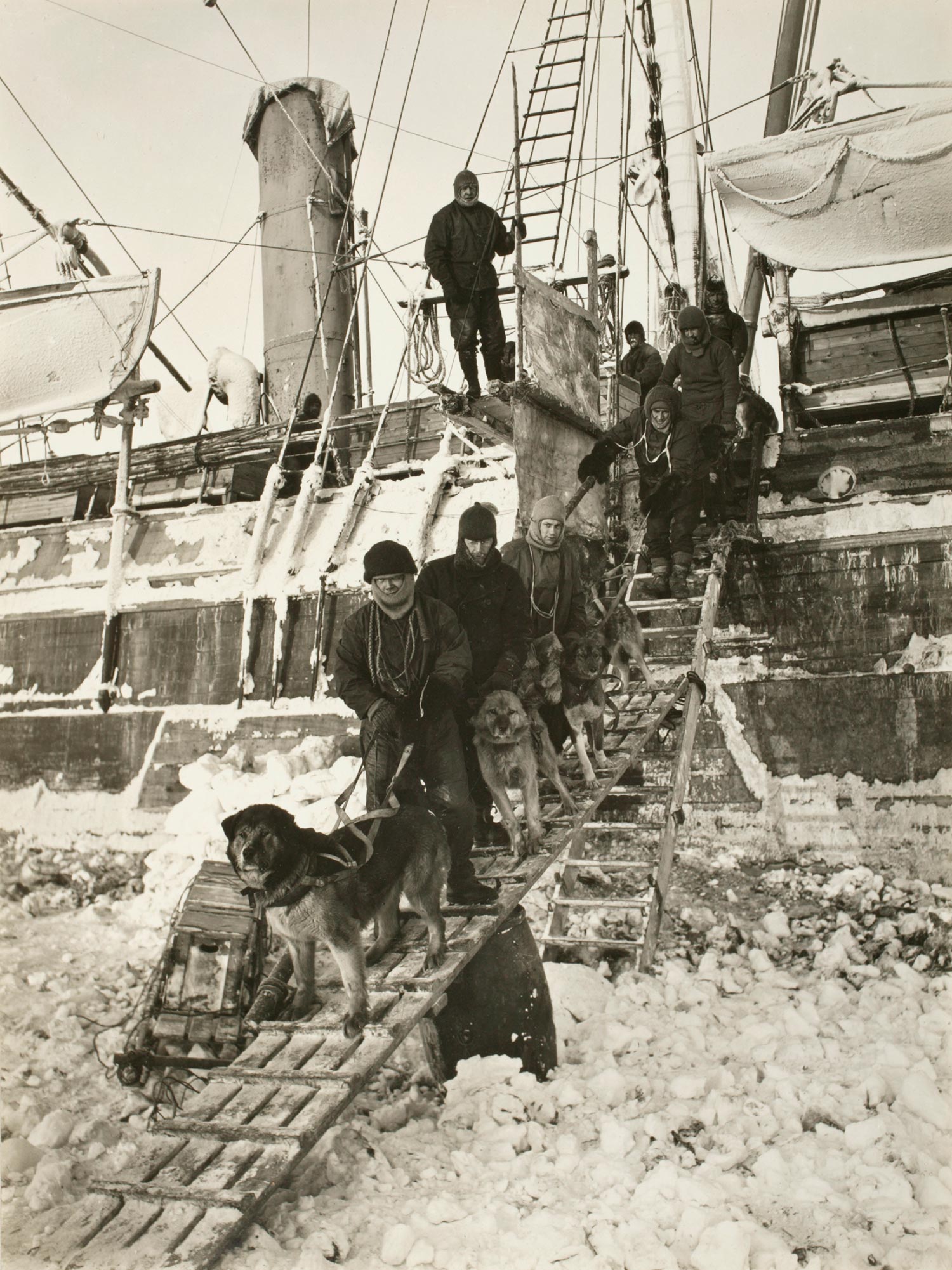 Ernest Shackleton supervises sailors taking sled dogs down gangplank onto frozen water
