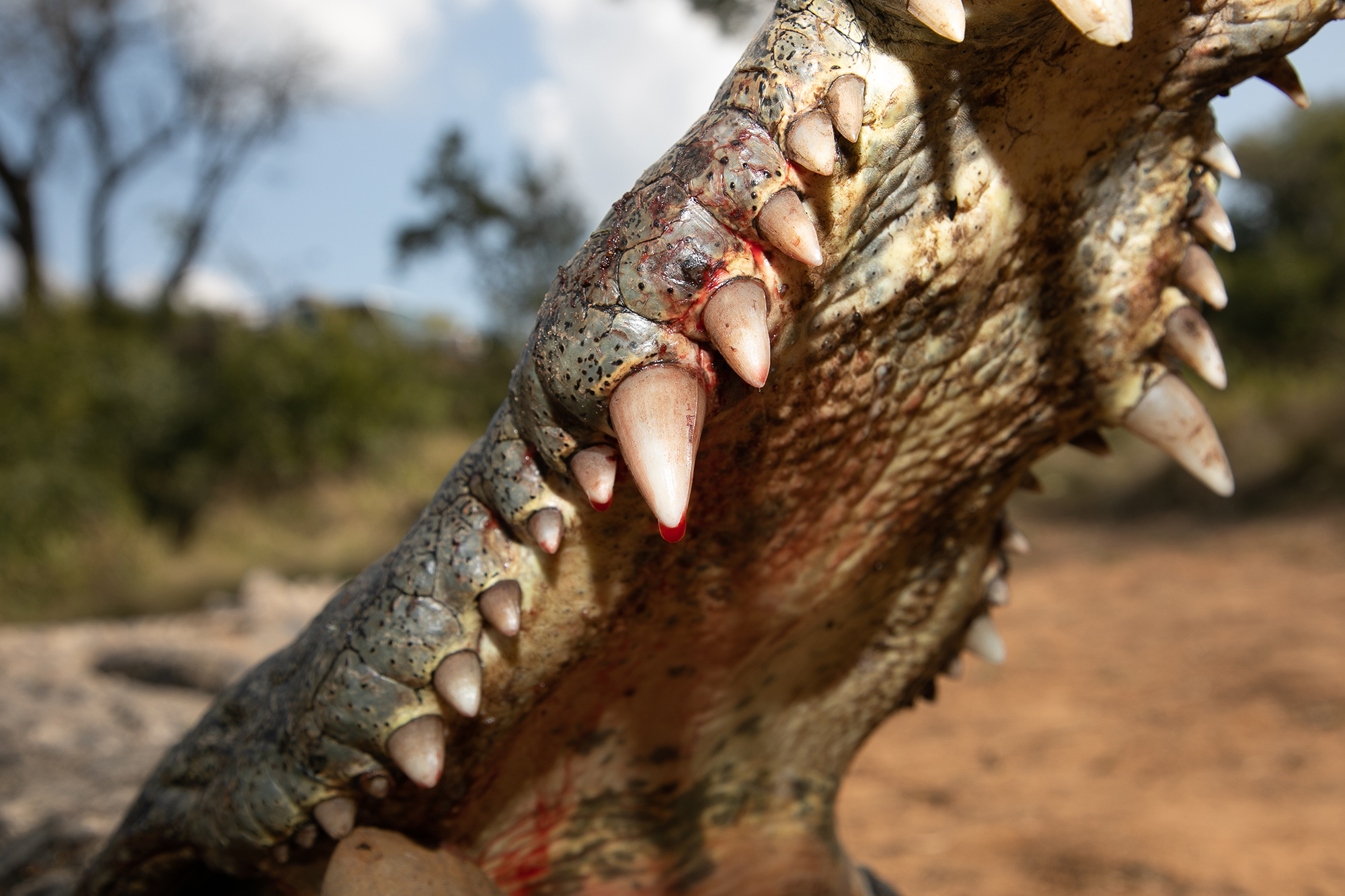 A drop of blood on the tooth of a crocodile.