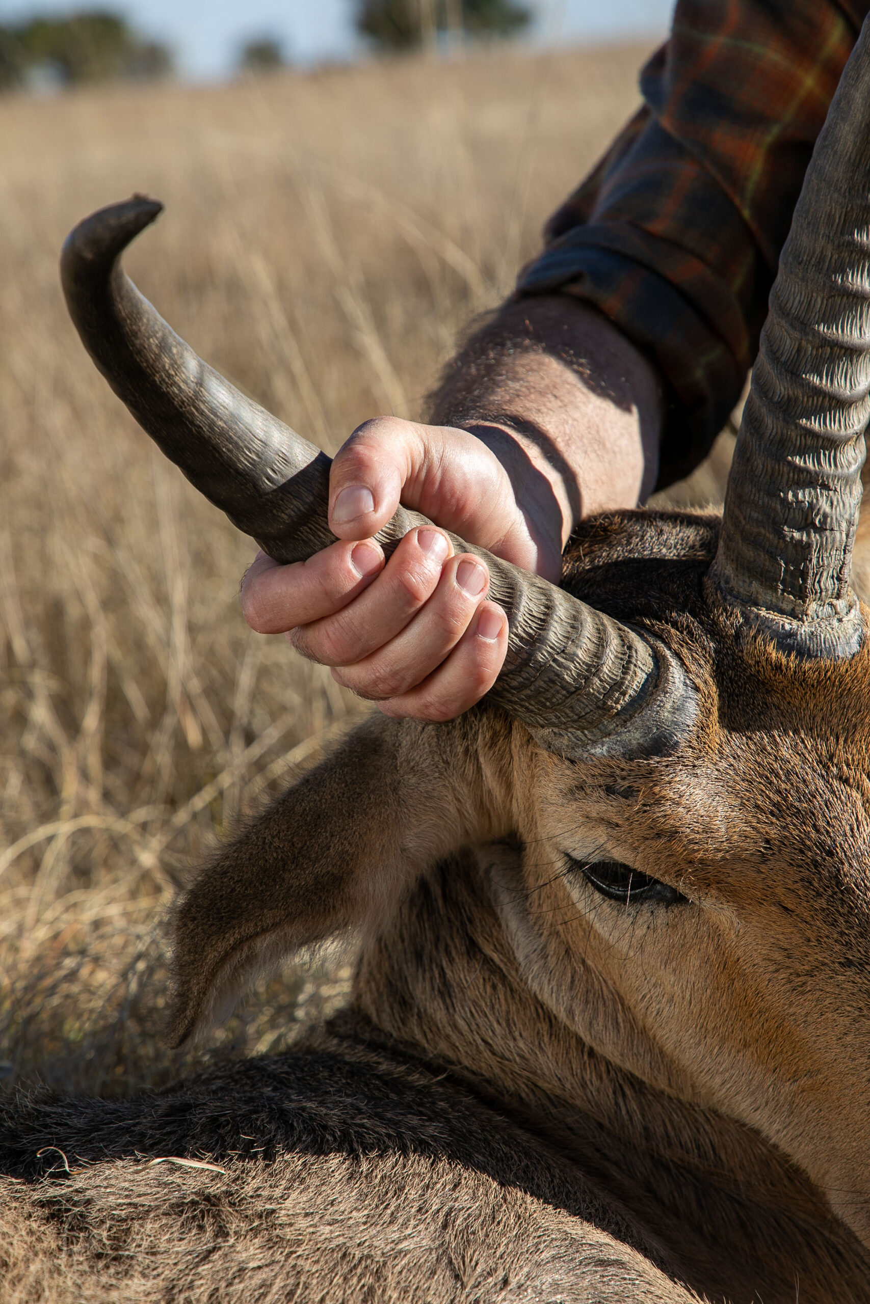 A hunter holds the head of a common reedbuck.
