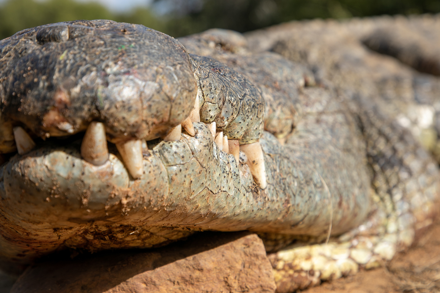 crocodile's closed mouth close up