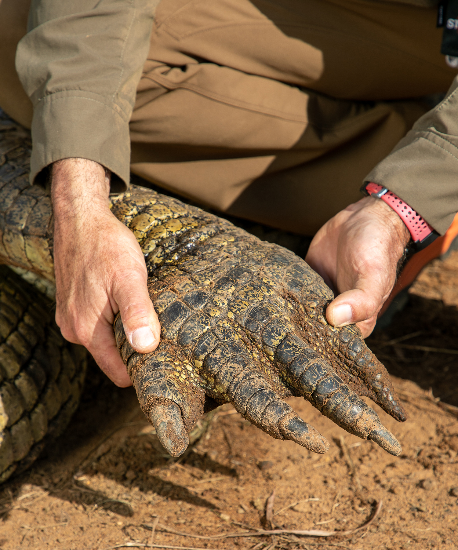 crocodile foot held by hunter