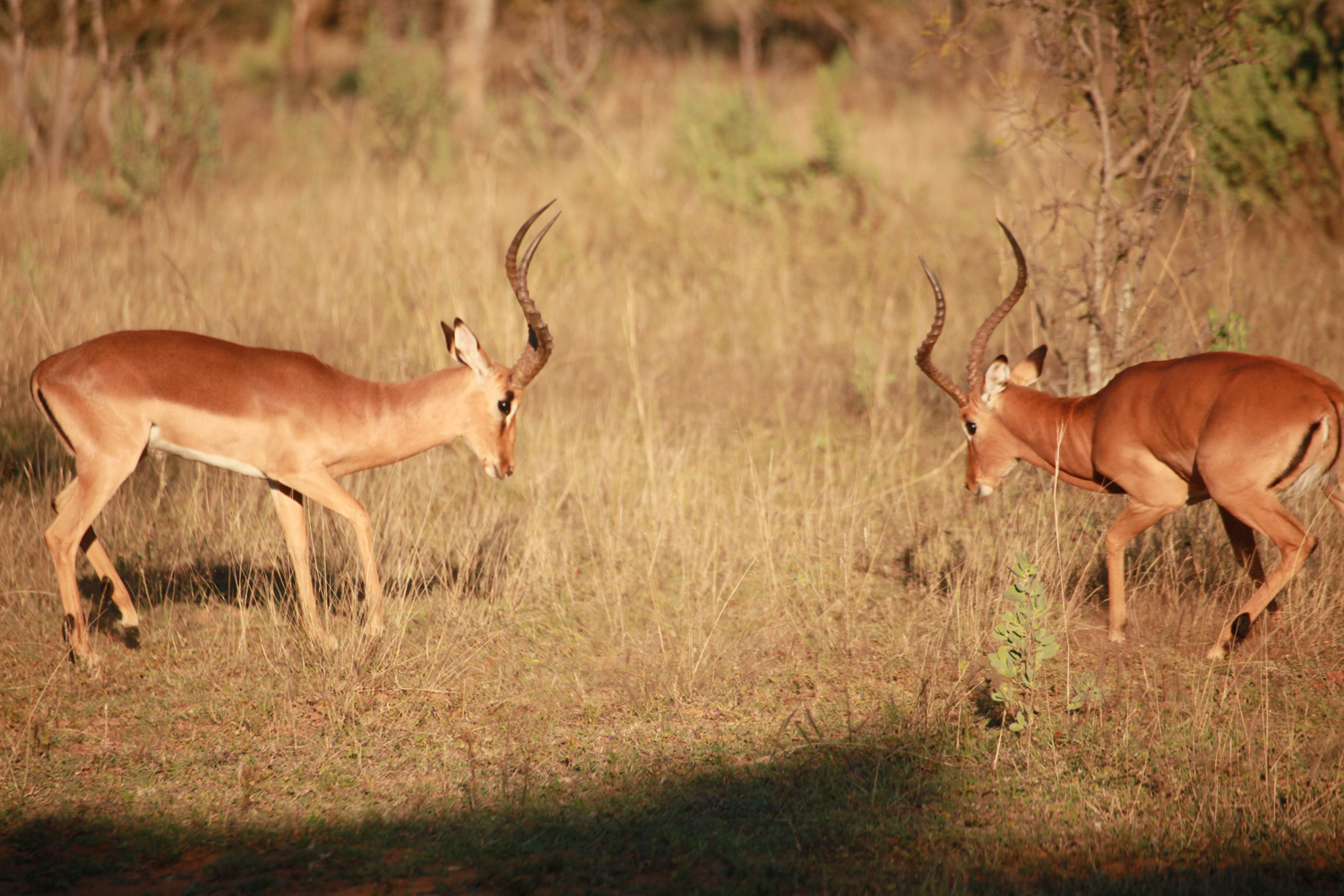 two impalas face off