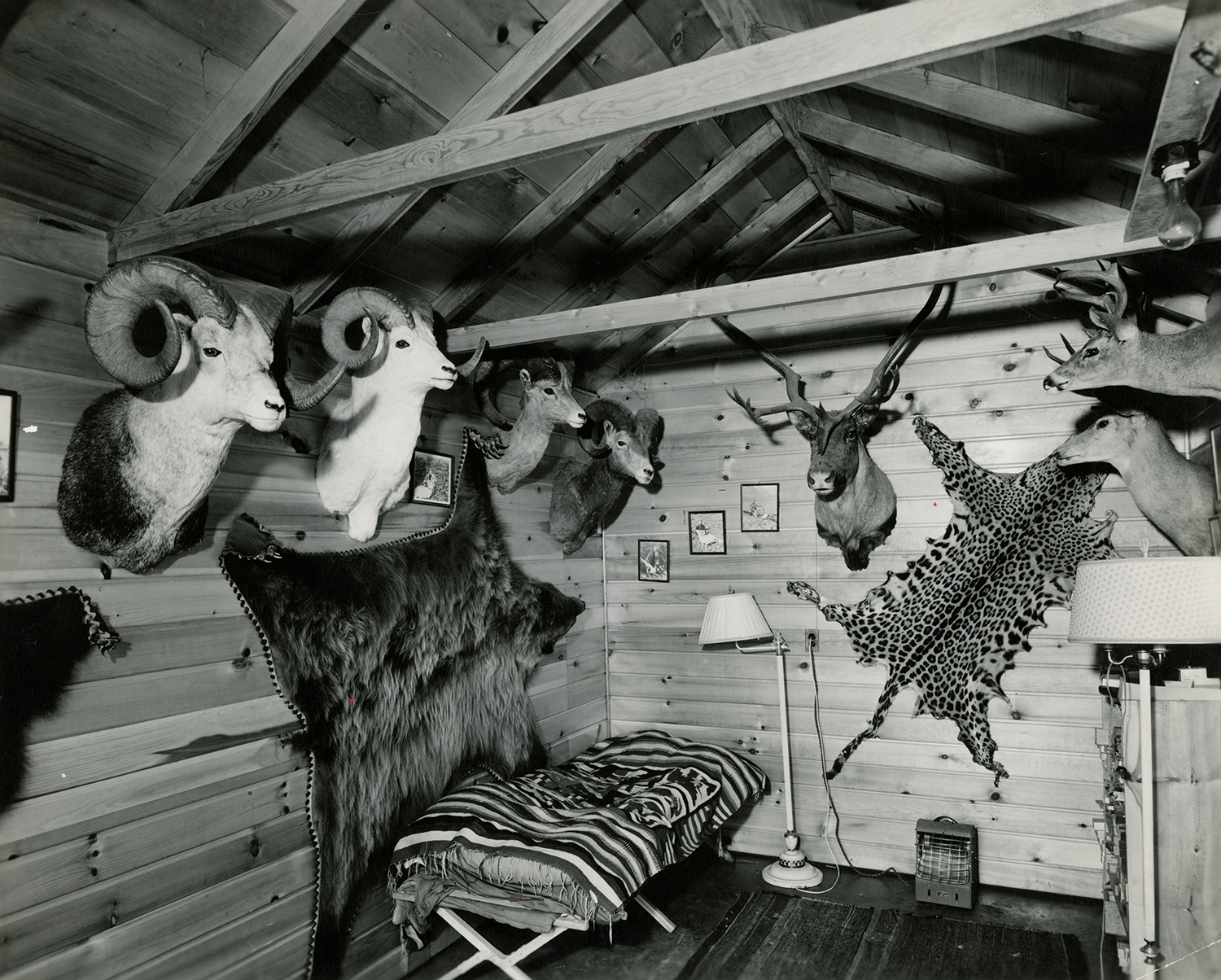 small wood-paneled room with animal heads and skins displayed on the walls