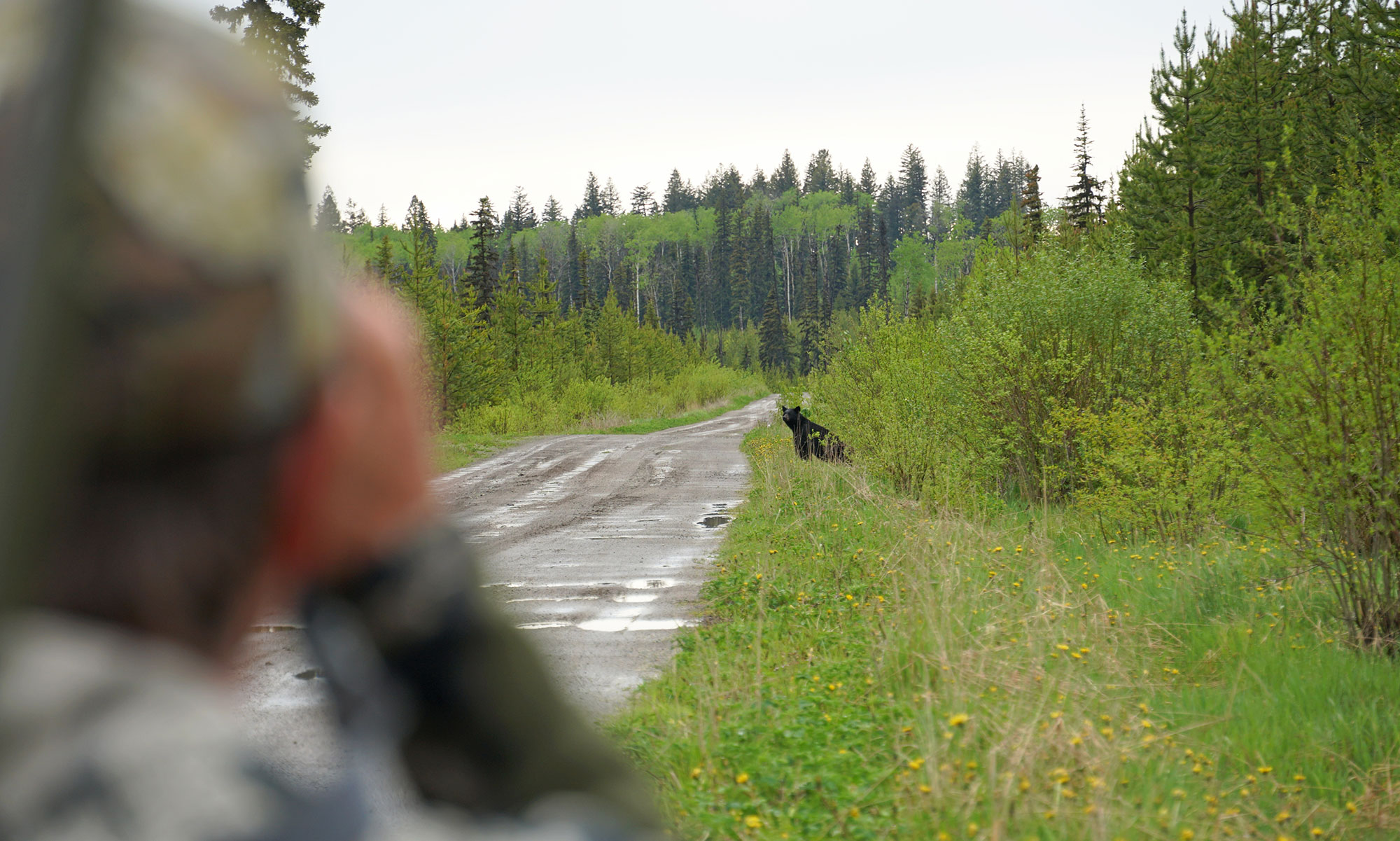 Black Bear Hunting photo