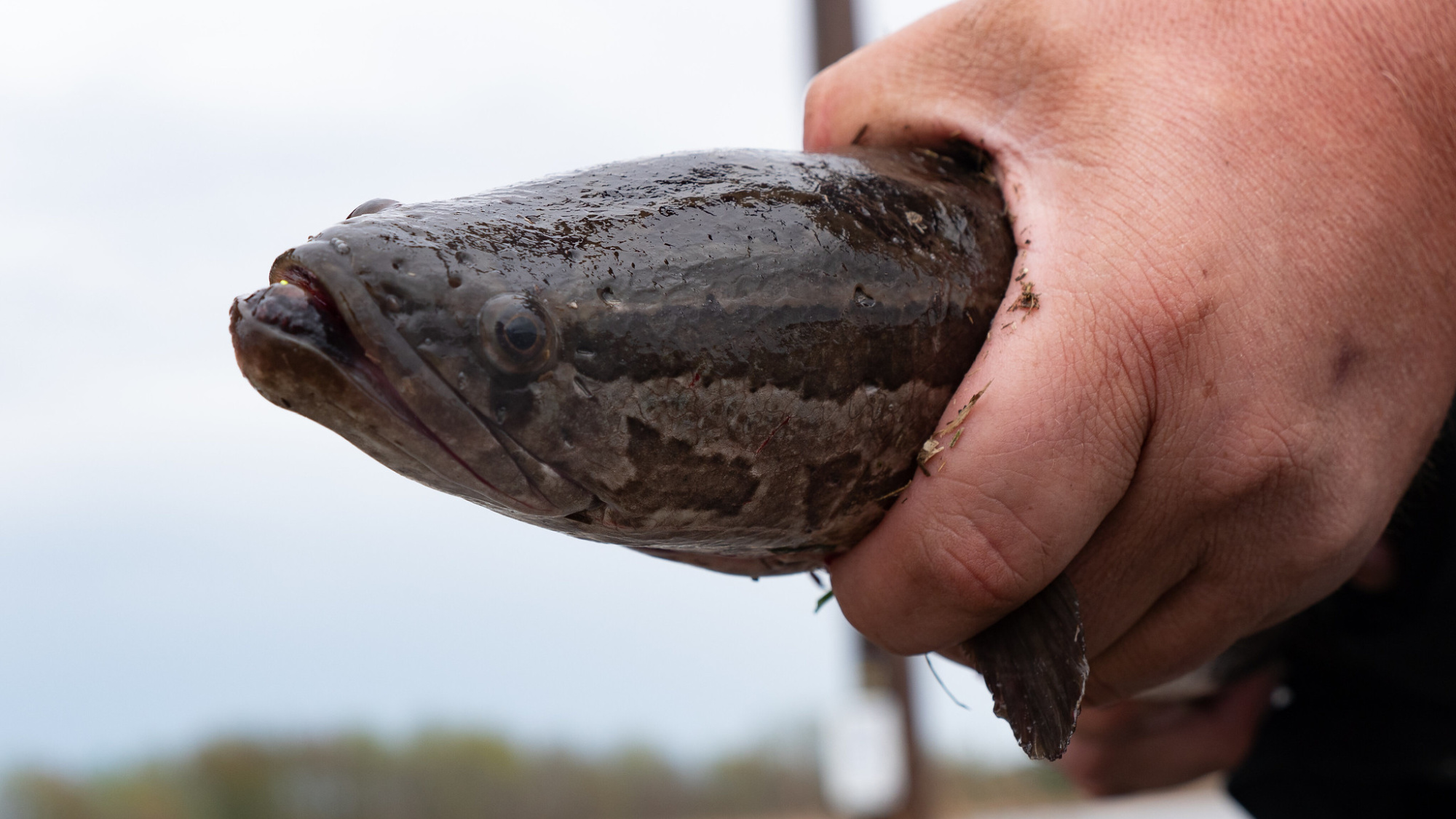 second northern snakehead caught in missouri