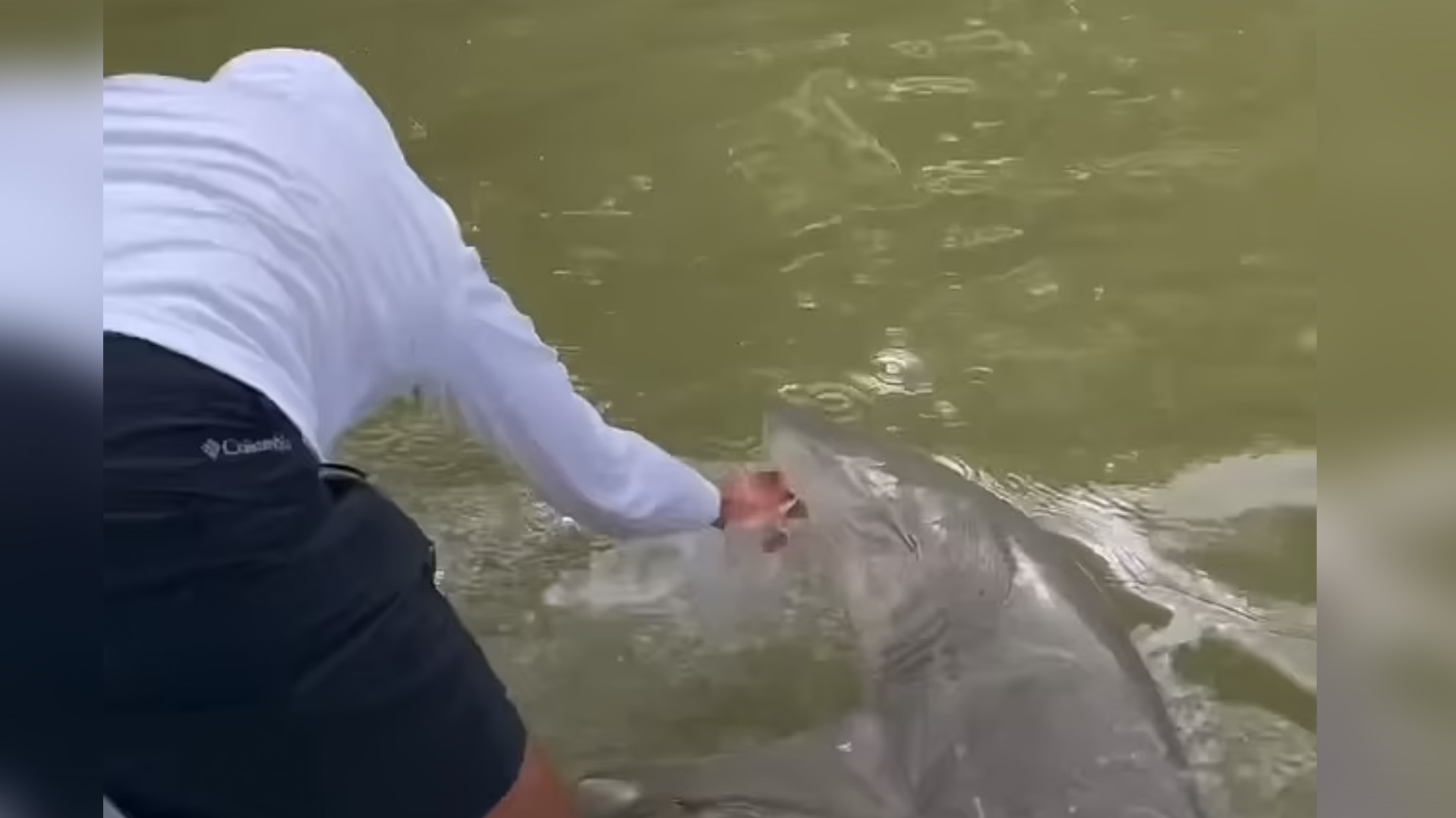video shark drags fisherman 2