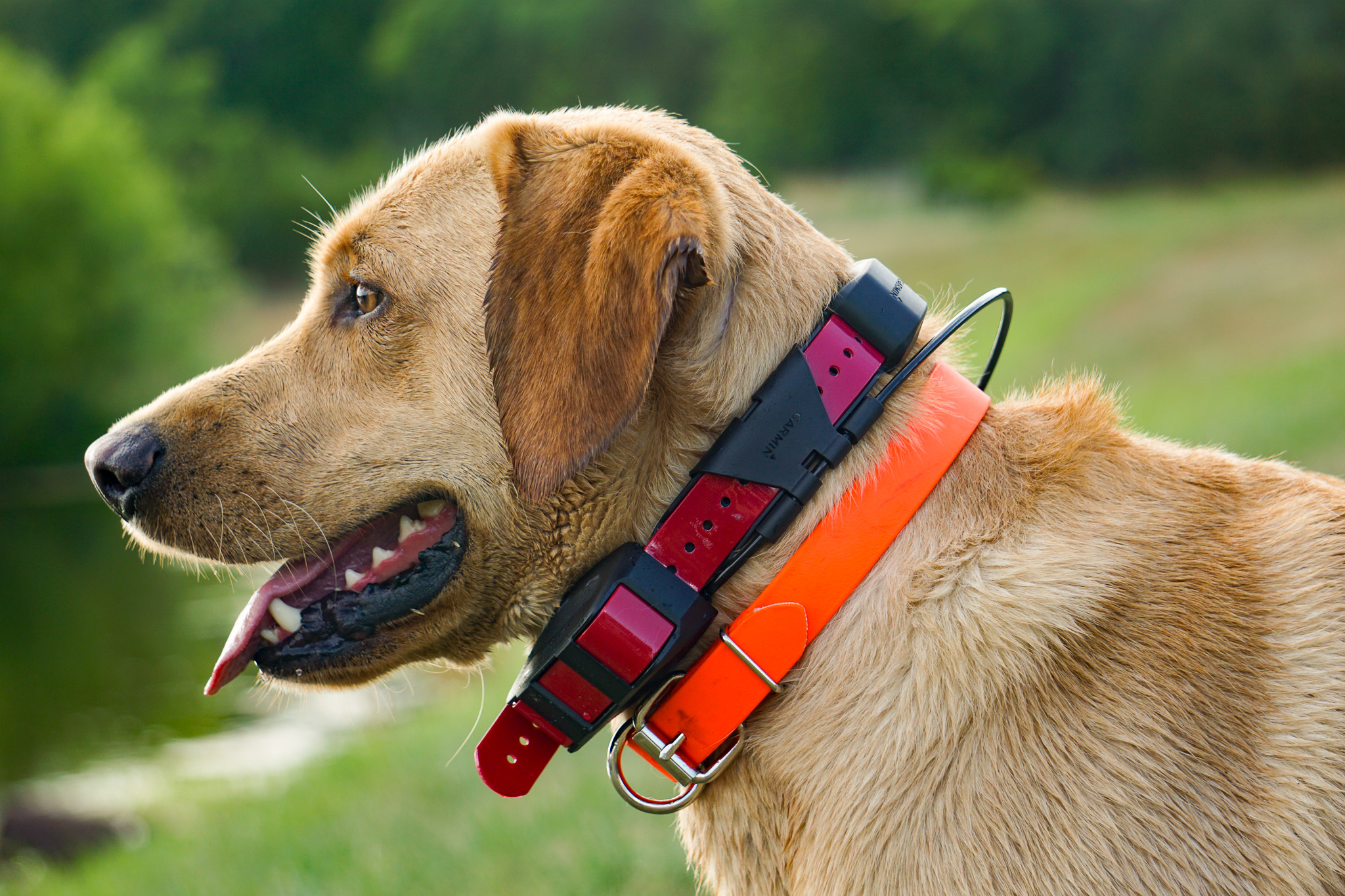 A dog wearing a gps collar.