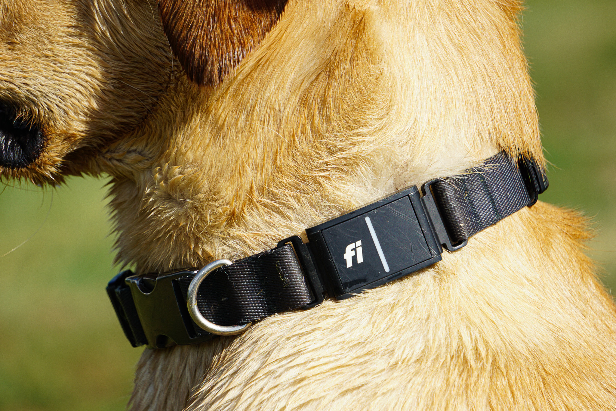 The Fi gps dog collar on a lab.