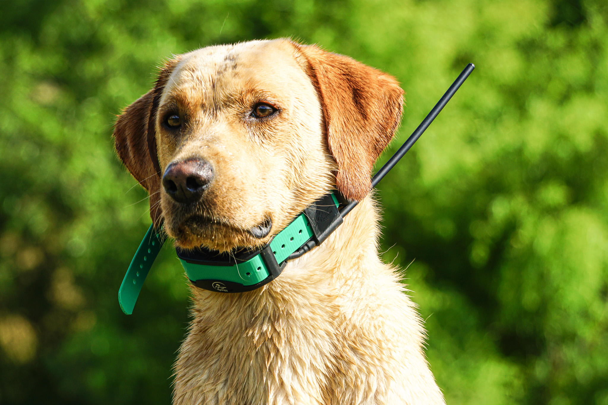 A dog wearing a gps dog collar.
