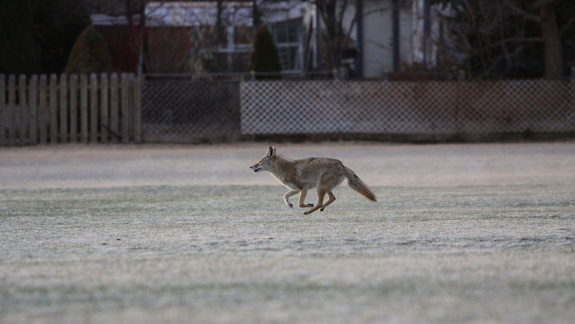 coyote attacks nine-year-old boy winnipeg