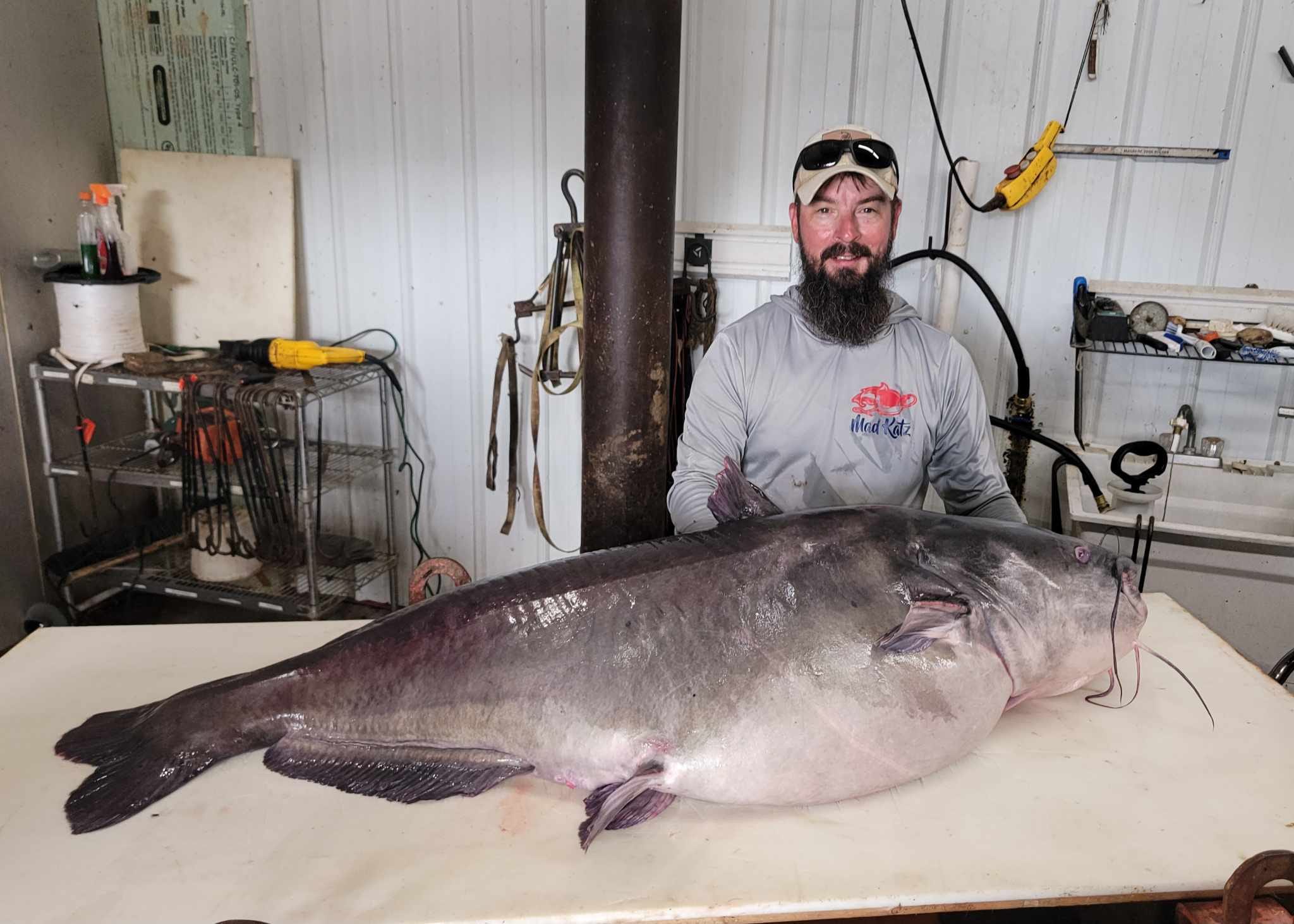 The pending state-record blue catfish for Tennessee, on a table.